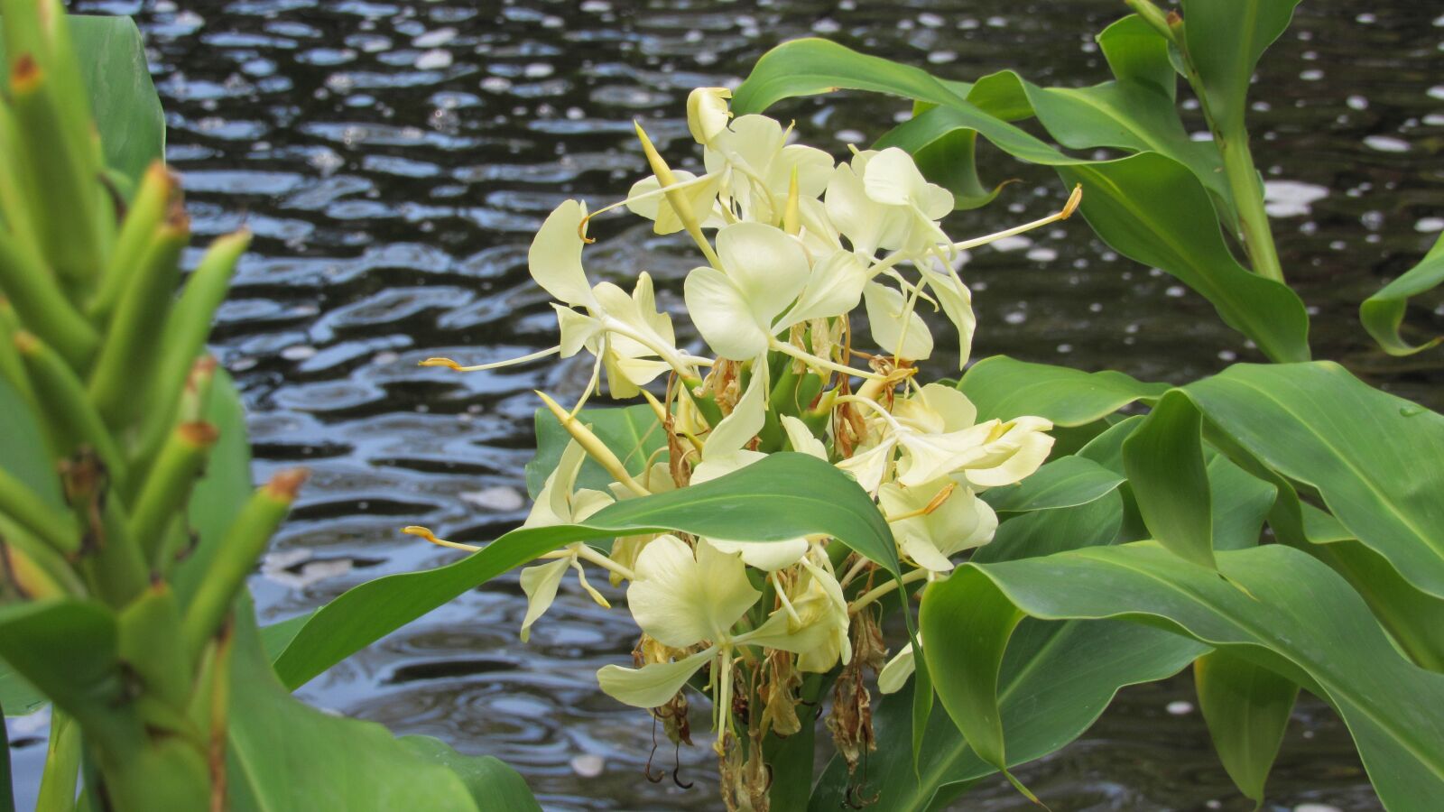 Canon PowerShot SX530 HS sample photo. Flower, water, nature photography