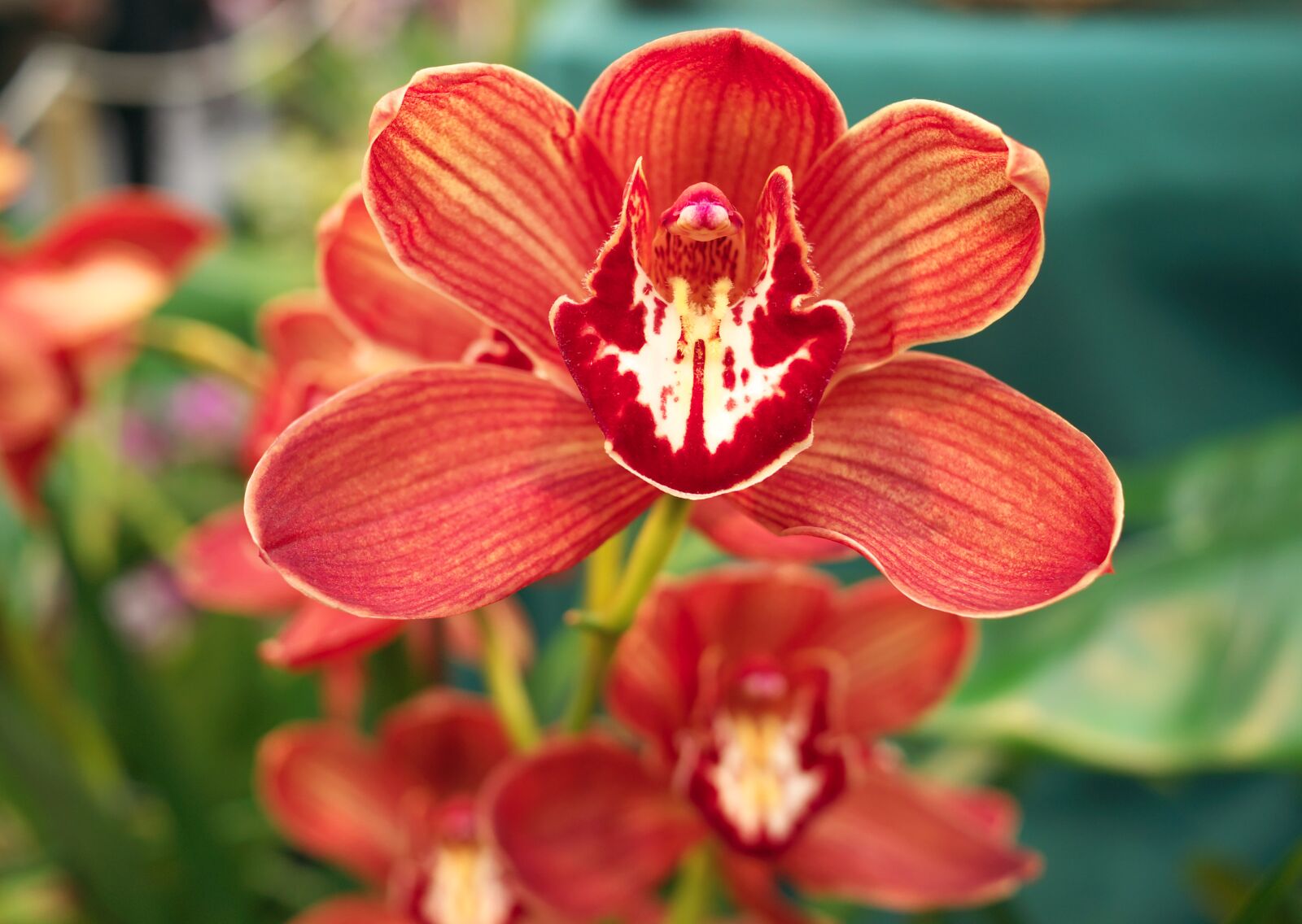 Panasonic Lumix DMC-GX7 sample photo. Flower, orchid, red photography