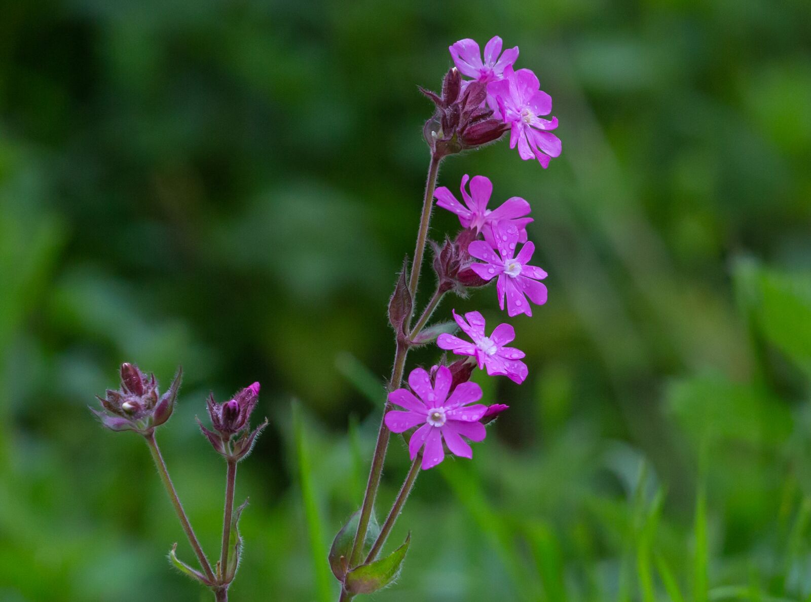 Canon EOS 5D Mark III sample photo. Red champion, silene dioica photography