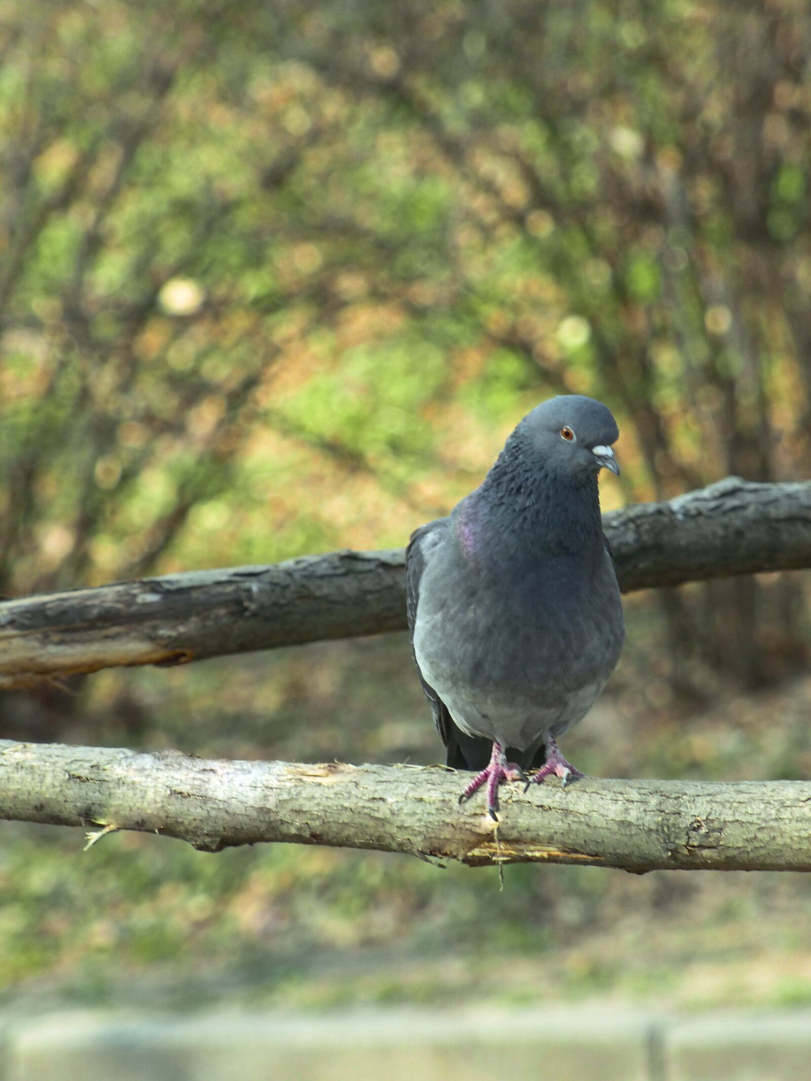 Panasonic Lumix DMC-FZ200 sample photo. Dove, bird, nature photography