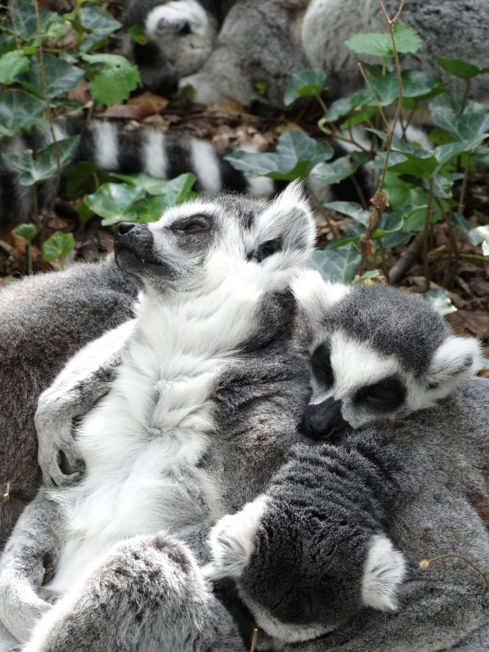 Sony Cyber-shot DSC-HX300 sample photo. Lemur photography