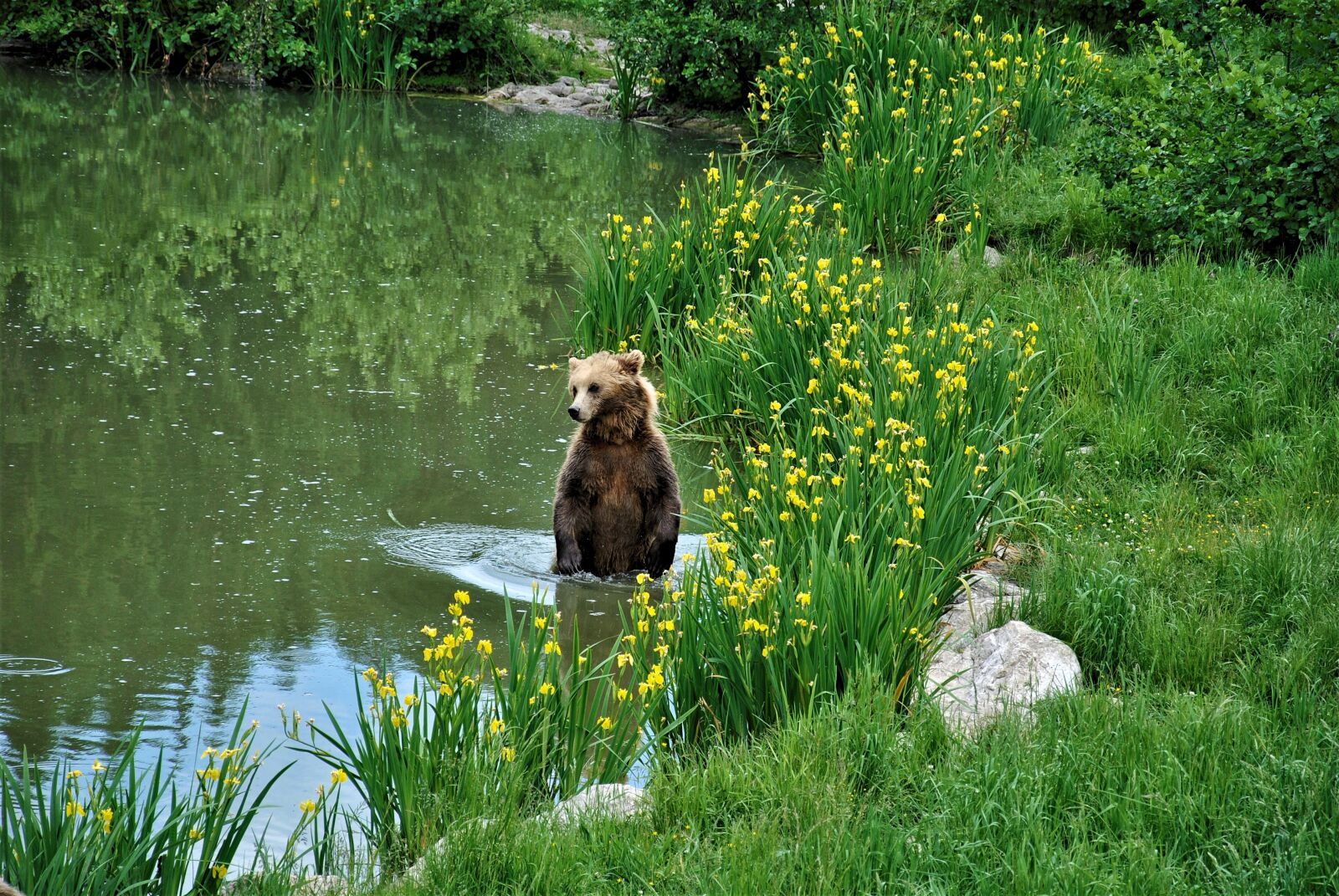 Nikon D3000 sample photo. Brown bear, nature, wildlife photography
