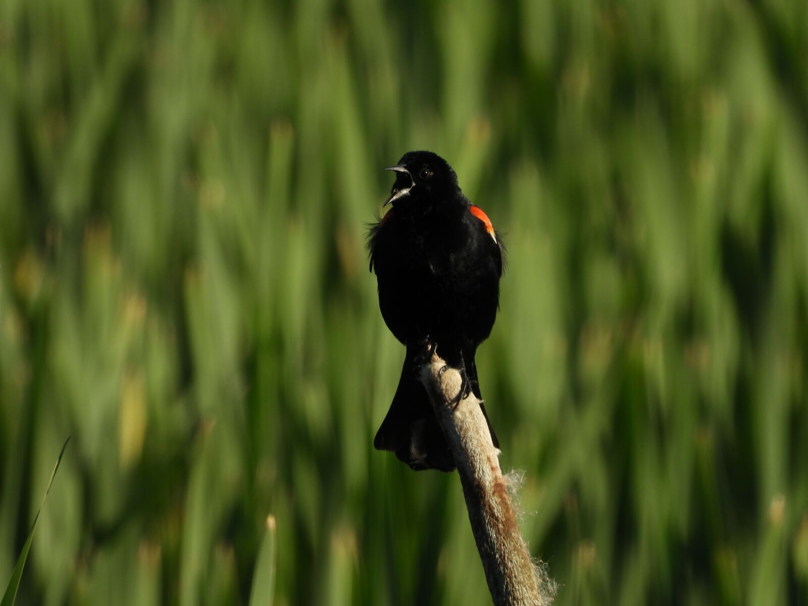 Nikon Coolpix P1000 sample photo. Black, bird, wildlife photography