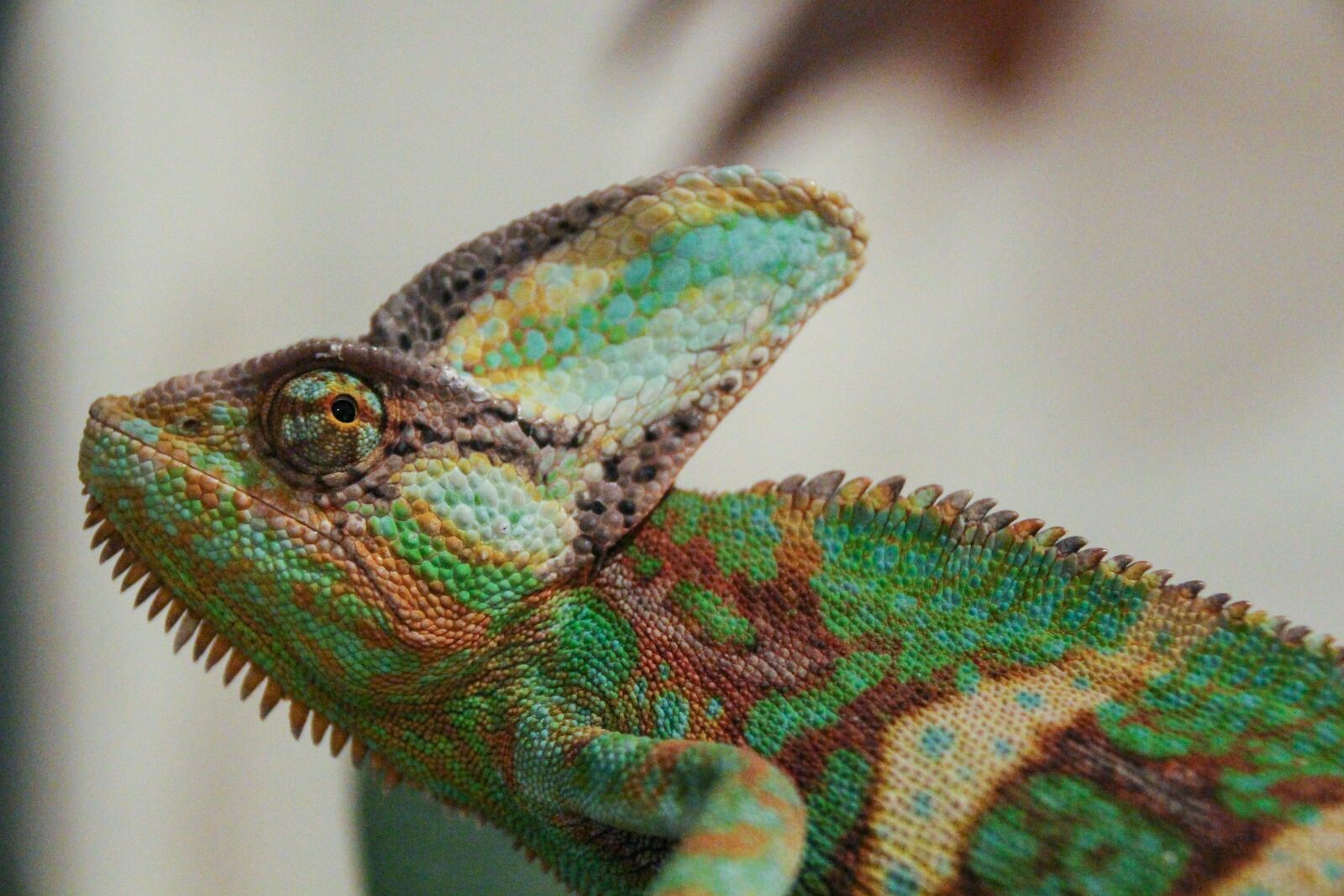 Canon EOS 100D (EOS Rebel SL1 / EOS Kiss X7) sample photo. Chameleons, chamaeleons, clade photography