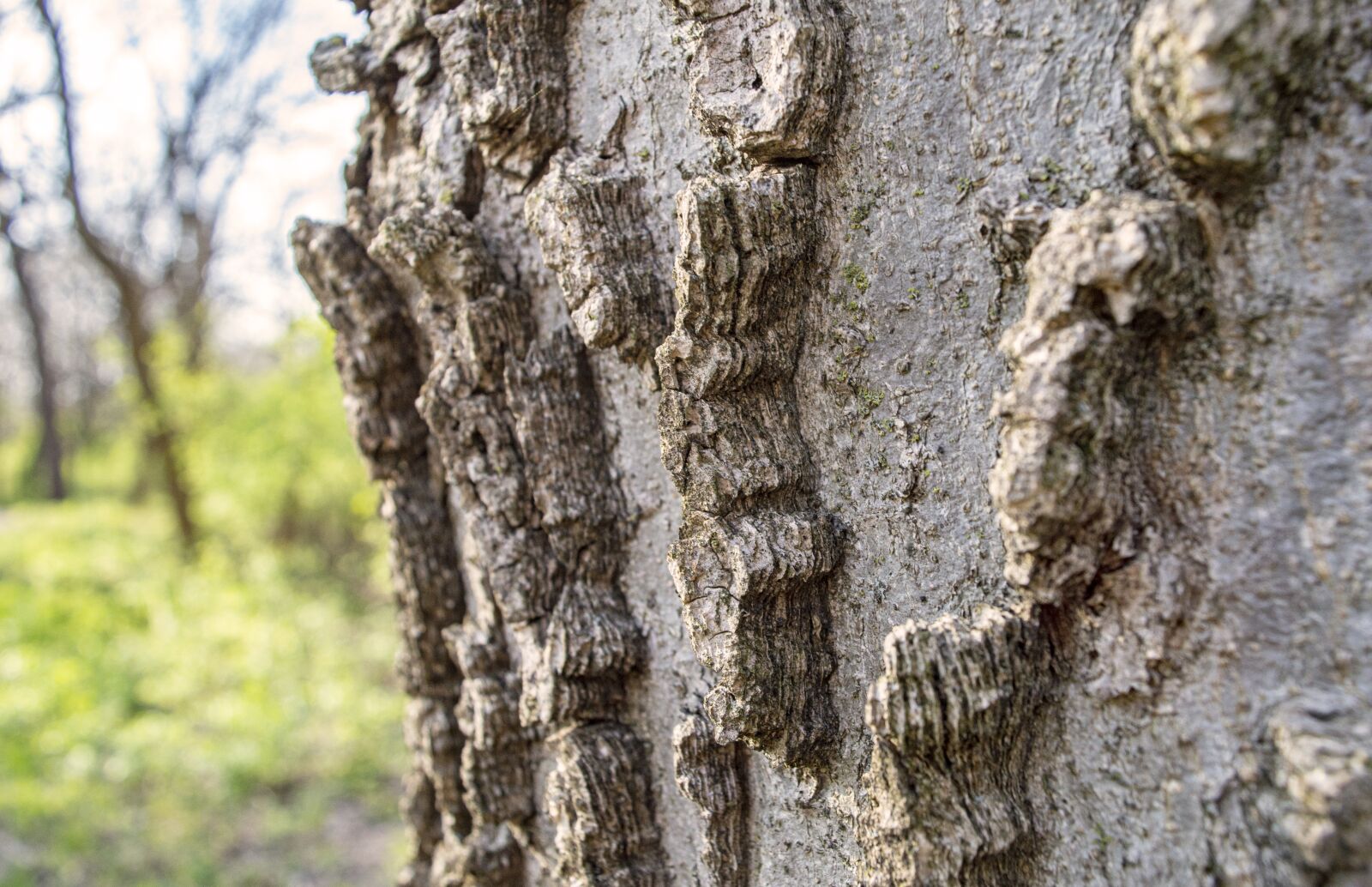 Nikon D3200 sample photo. Bark, tree, texture photography