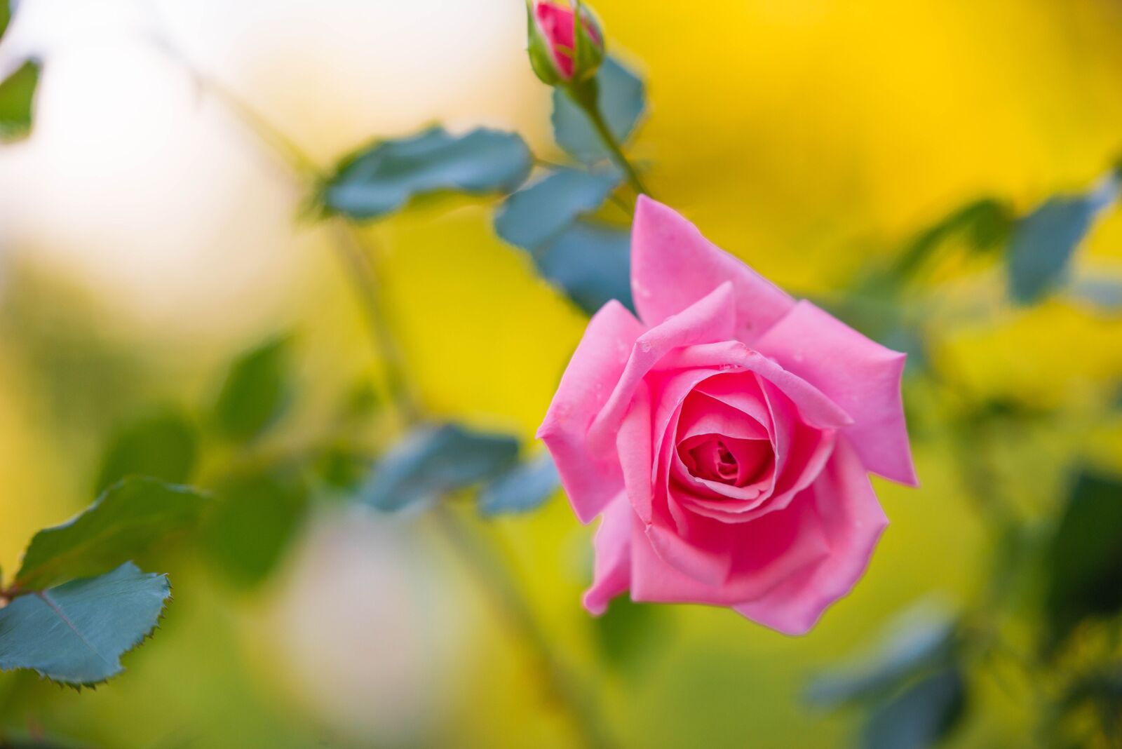 Nikon D610 sample photo. Rose, pink rose, flower photography