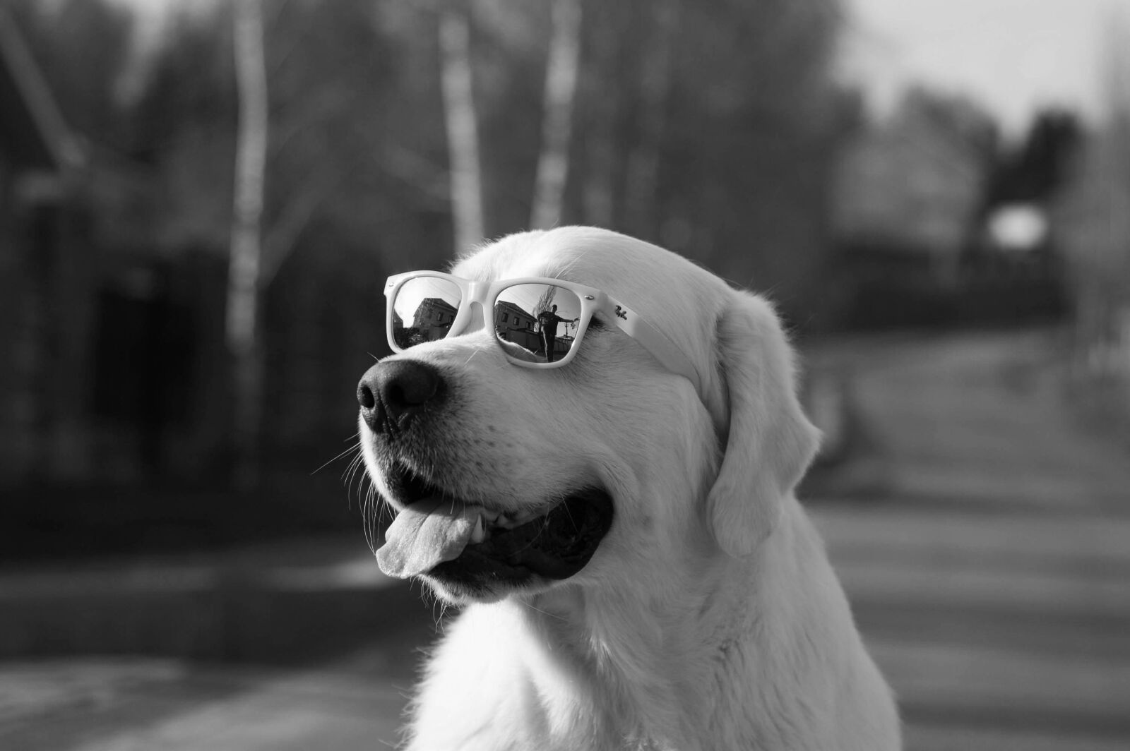 Nikon D50 sample photo. Dog, puppy, friend photography