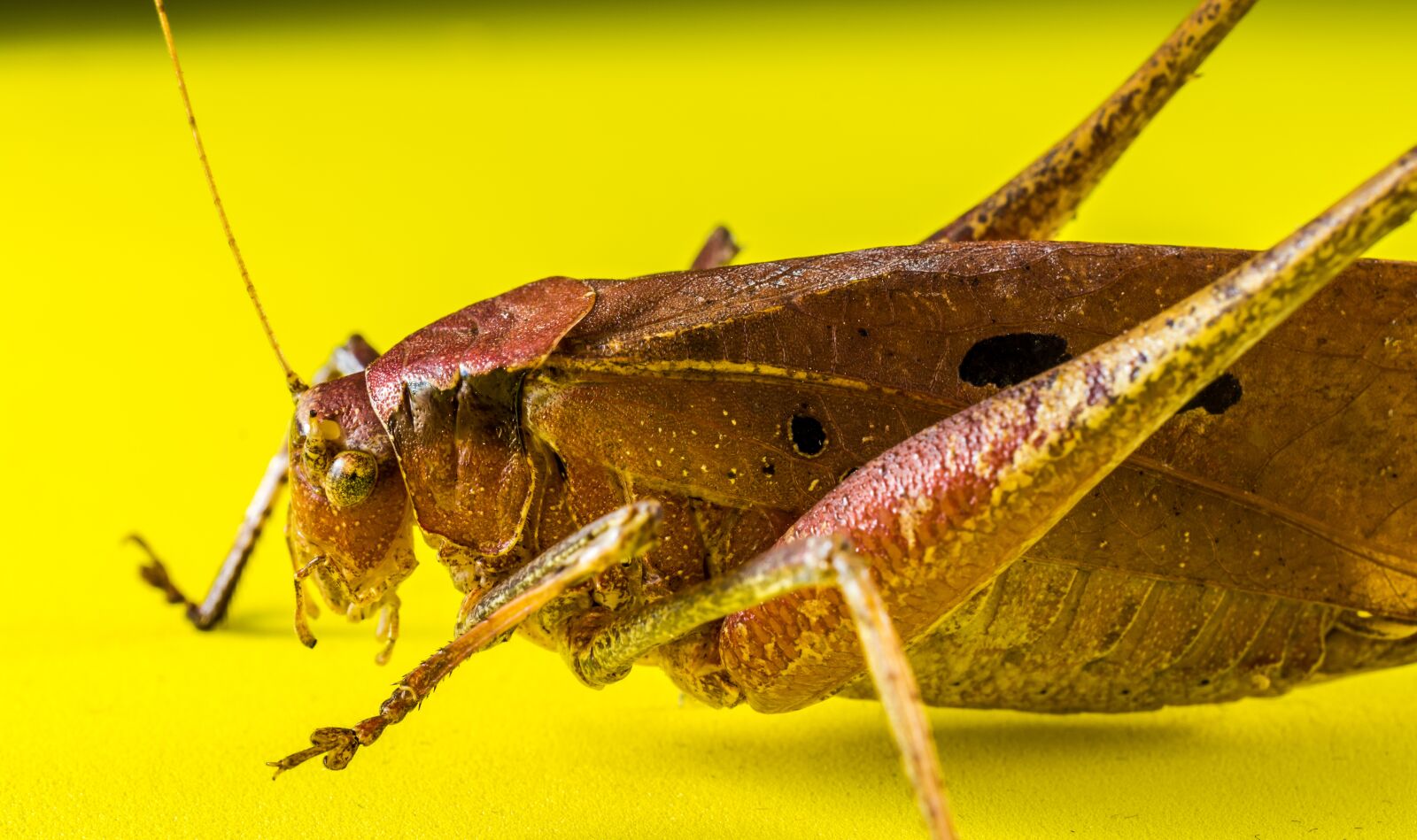 Nikon D5200 sample photo. Grasshopper, viridissima, insect photography