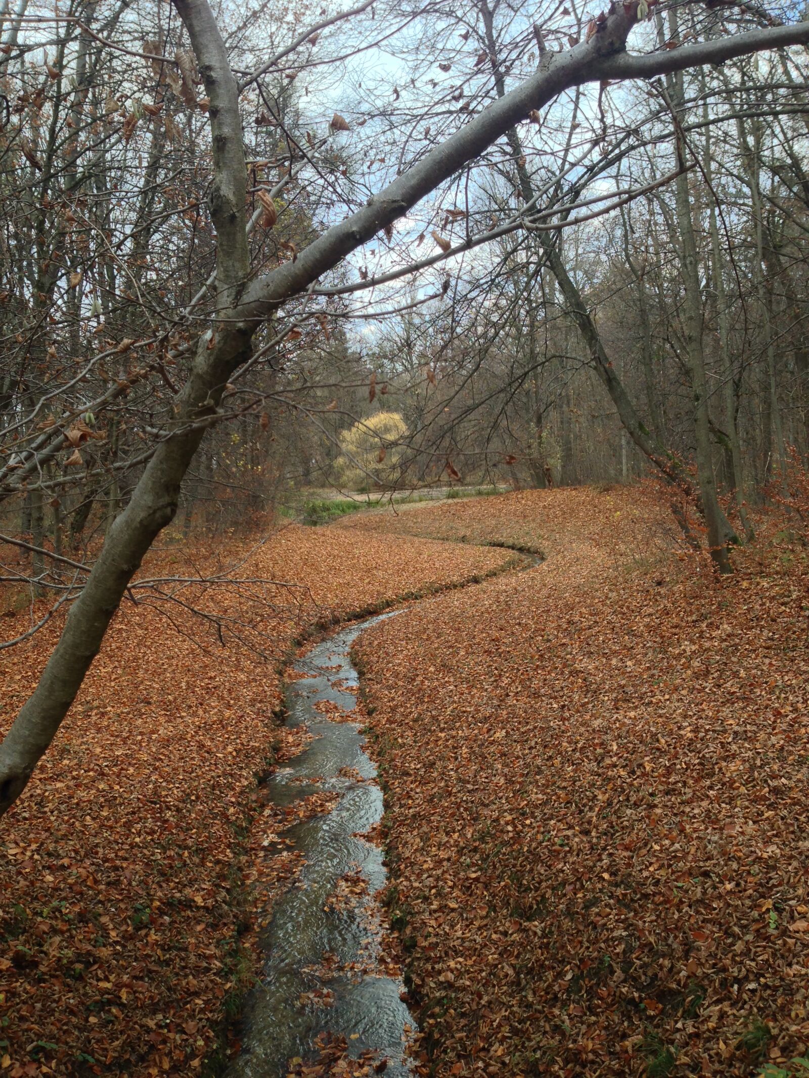 iPhone 5 back camera 4.12mm f/2.4 sample photo. Tree, nature, wood photography