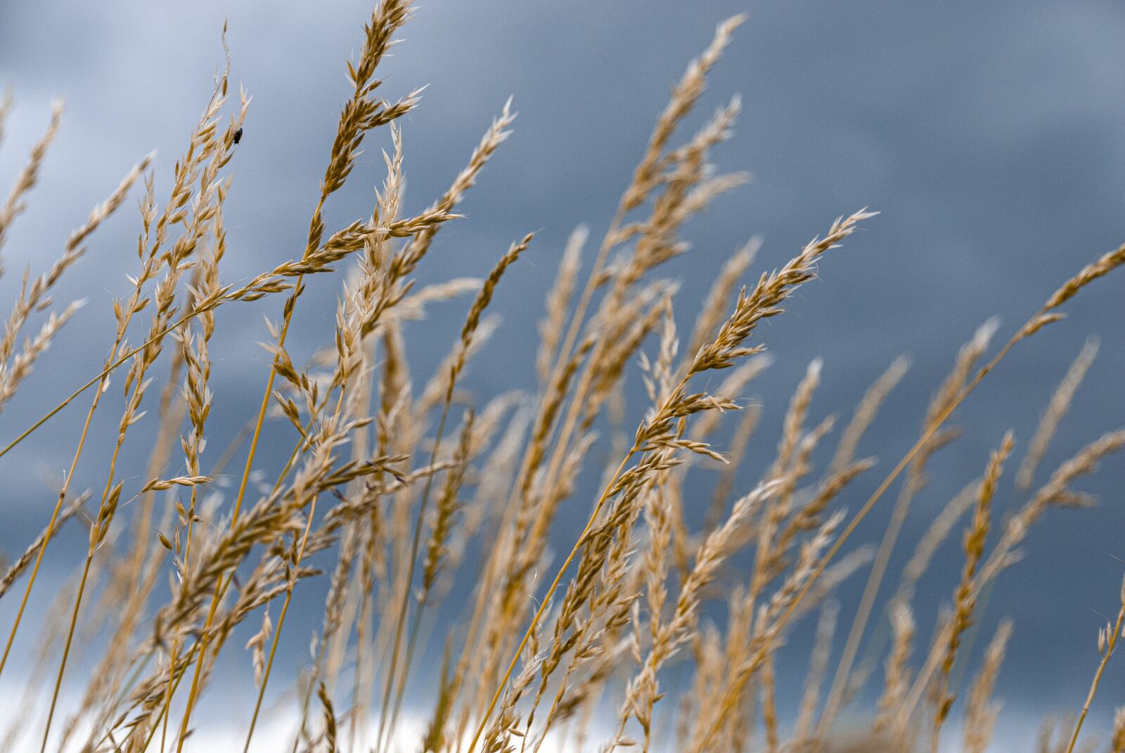 Nikon D200 sample photo. Dark sky, grass, landscape photography