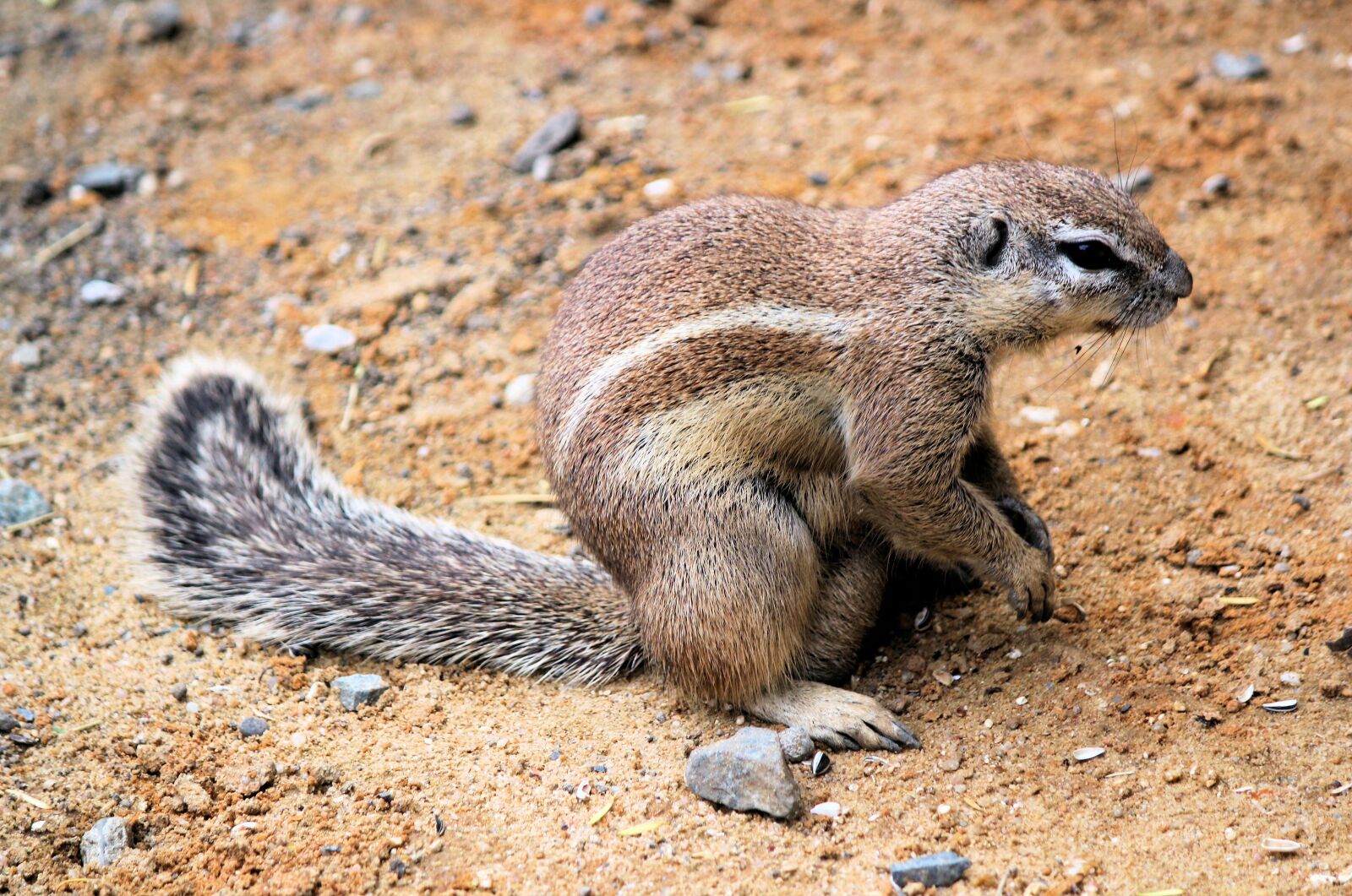 Canon EOS 550D (EOS Rebel T2i / EOS Kiss X4) sample photo. The squirrel, called cape photography