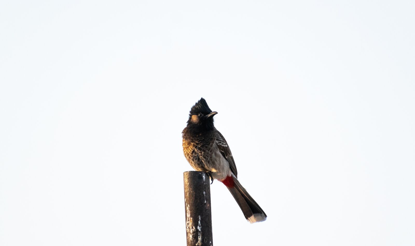Nikon D3300 sample photo. Bulbul, bird, wildlife photography