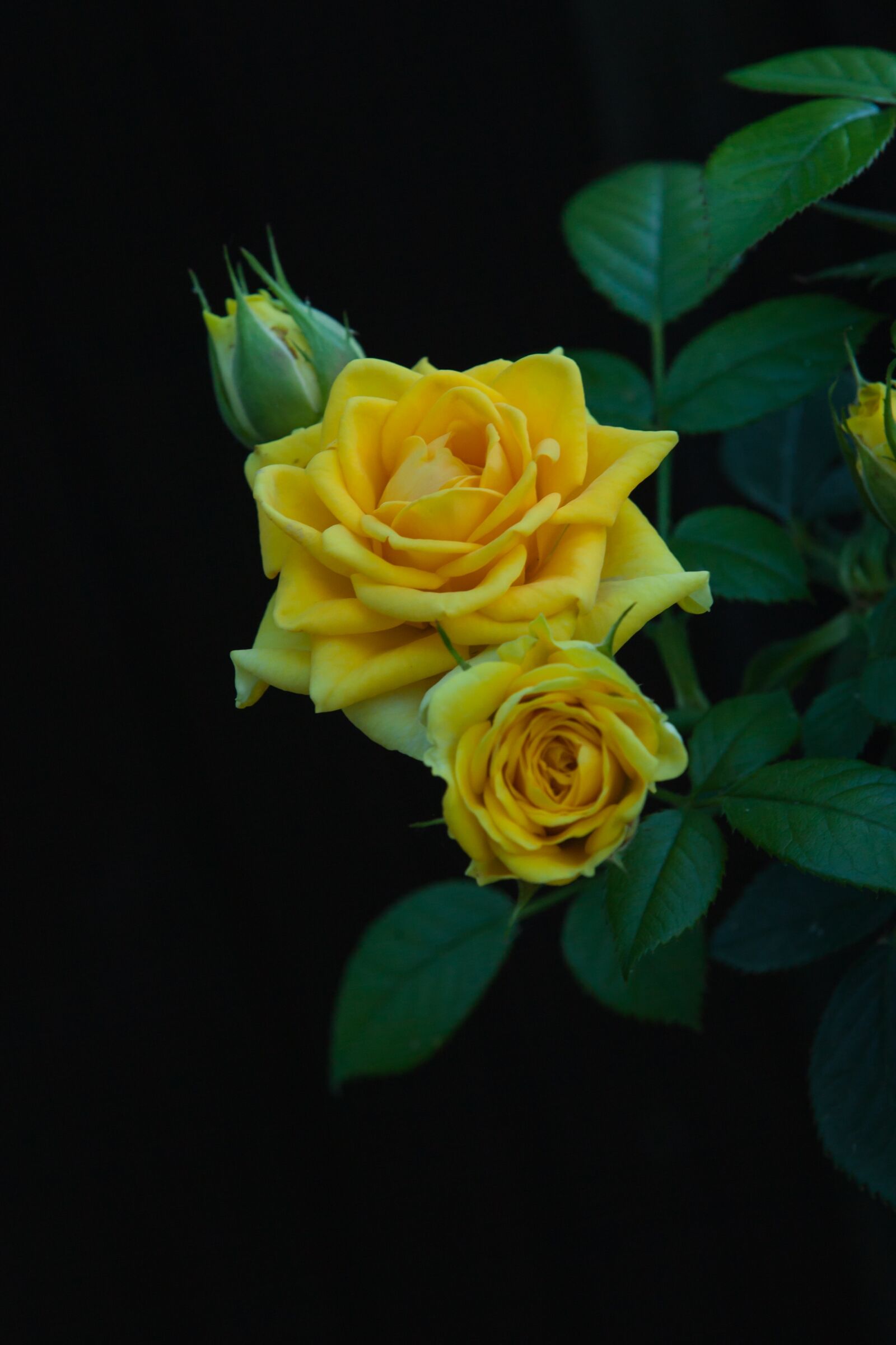 Canon EOS 5D Mark II + Canon EF 70-200mm F2.8L IS II USM sample photo. Flower, rose, yellow photography