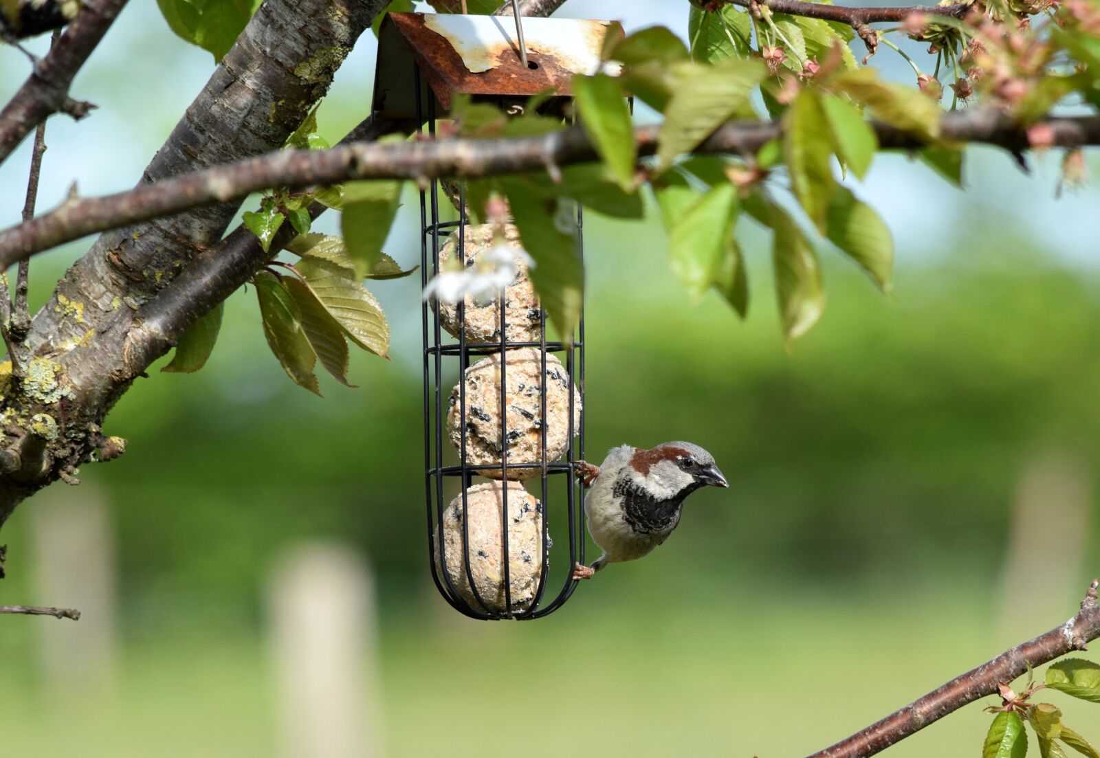 Nikon D5300 sample photo. Sparrow, sperling, bird photography