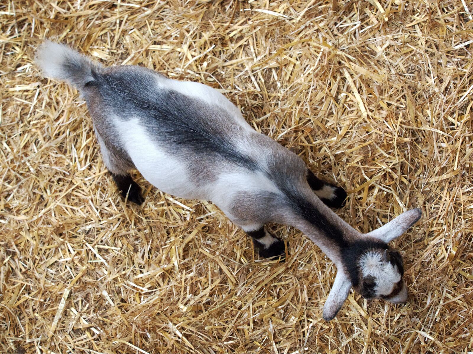 Olympus OM-D E-M5 sample photo. Goat, kid, above photography