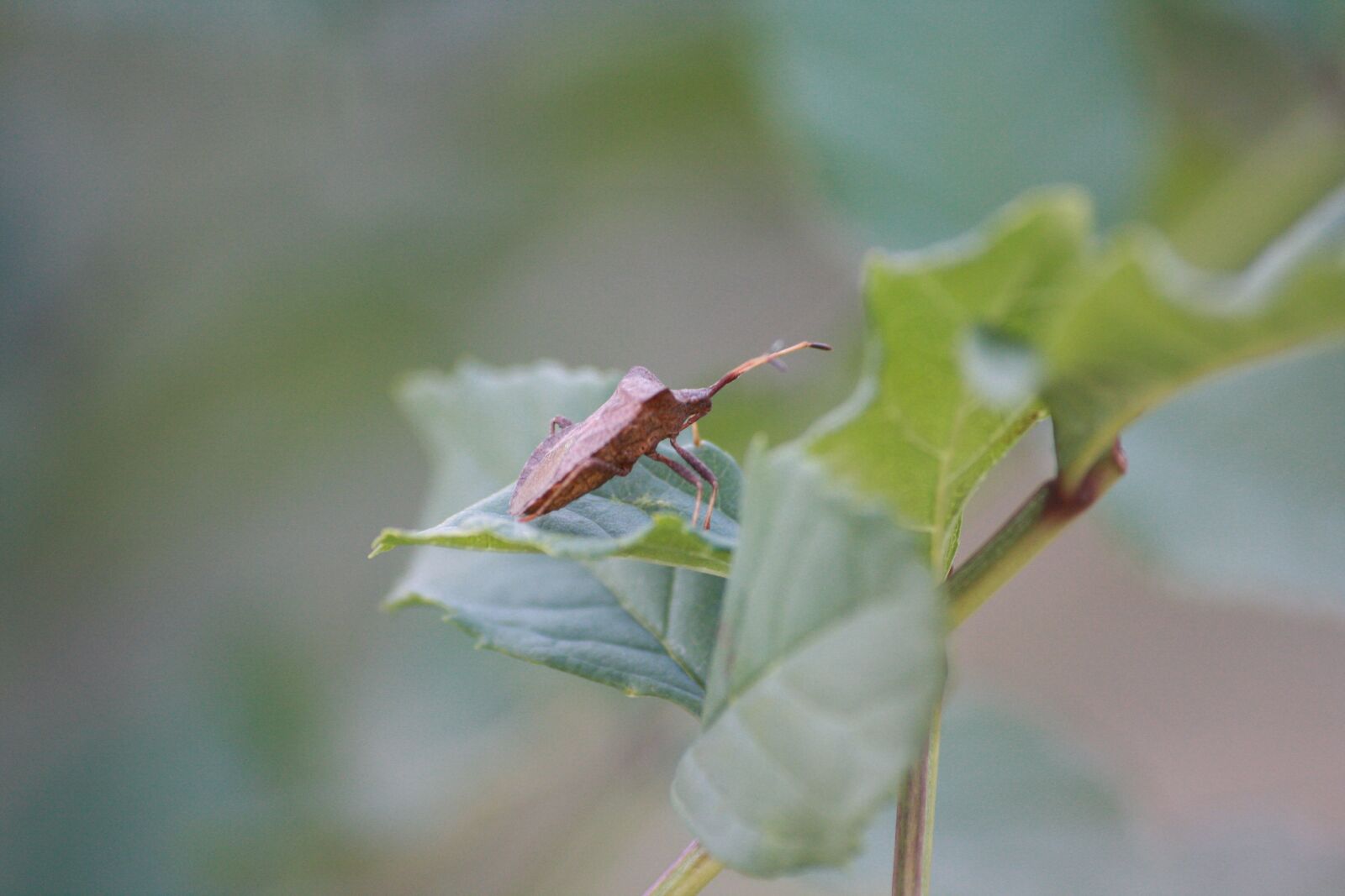Canon EOS 1000D (EOS Digital Rebel XS / EOS Kiss F) sample photo. Bug, leaf, macro photography