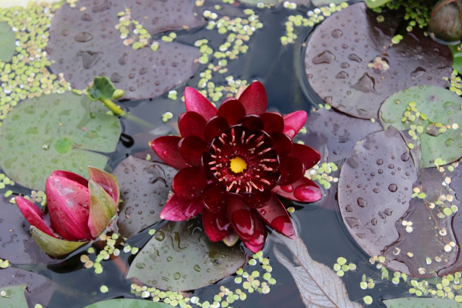 Canon EOS 2000D (EOS Rebel T7 / EOS Kiss X90 / EOS 1500D) sample photo. Water lily, rose, pond photography