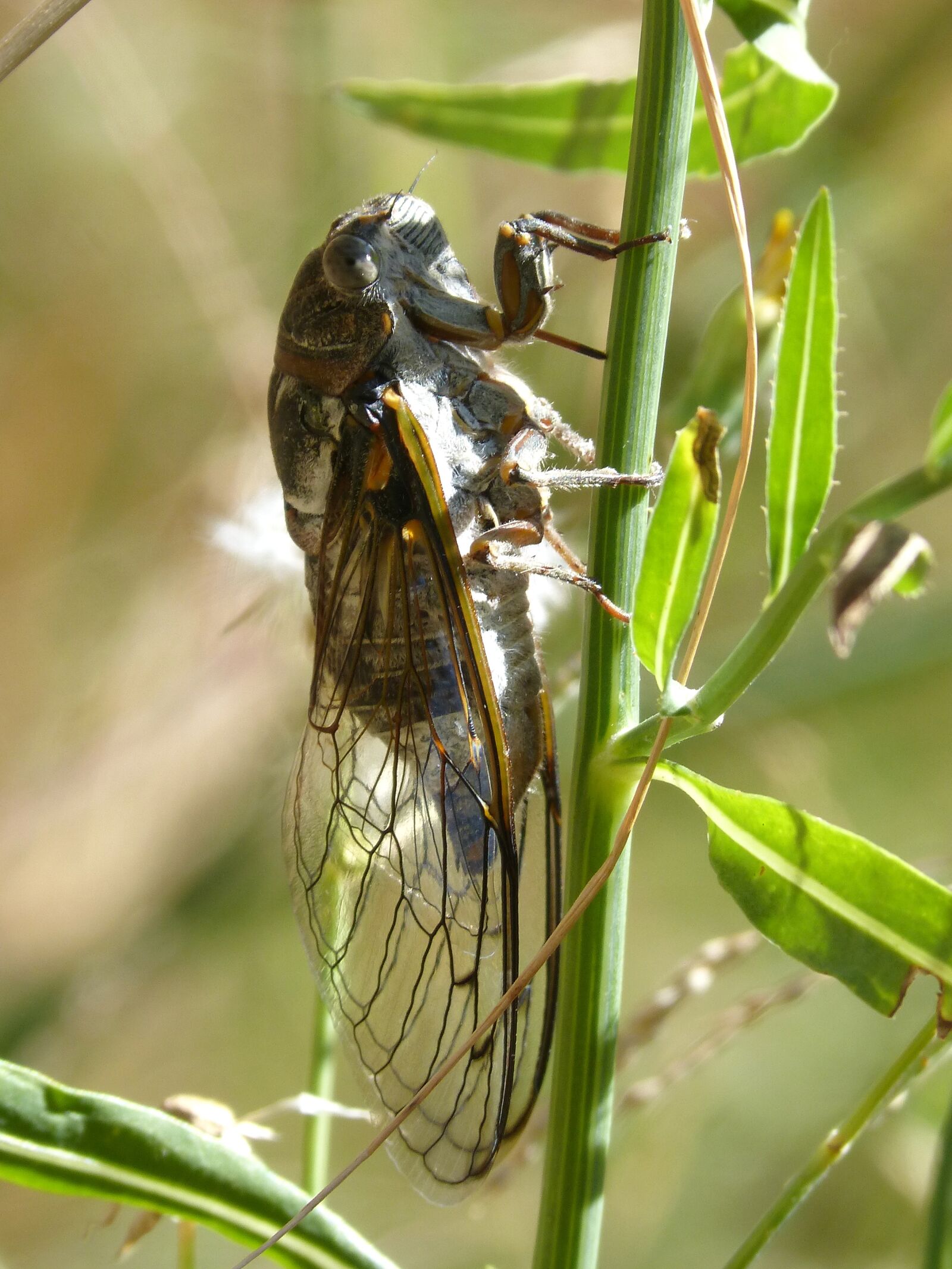 Panasonic DMC-FZ62 sample photo. Cicada, i cic dido photography