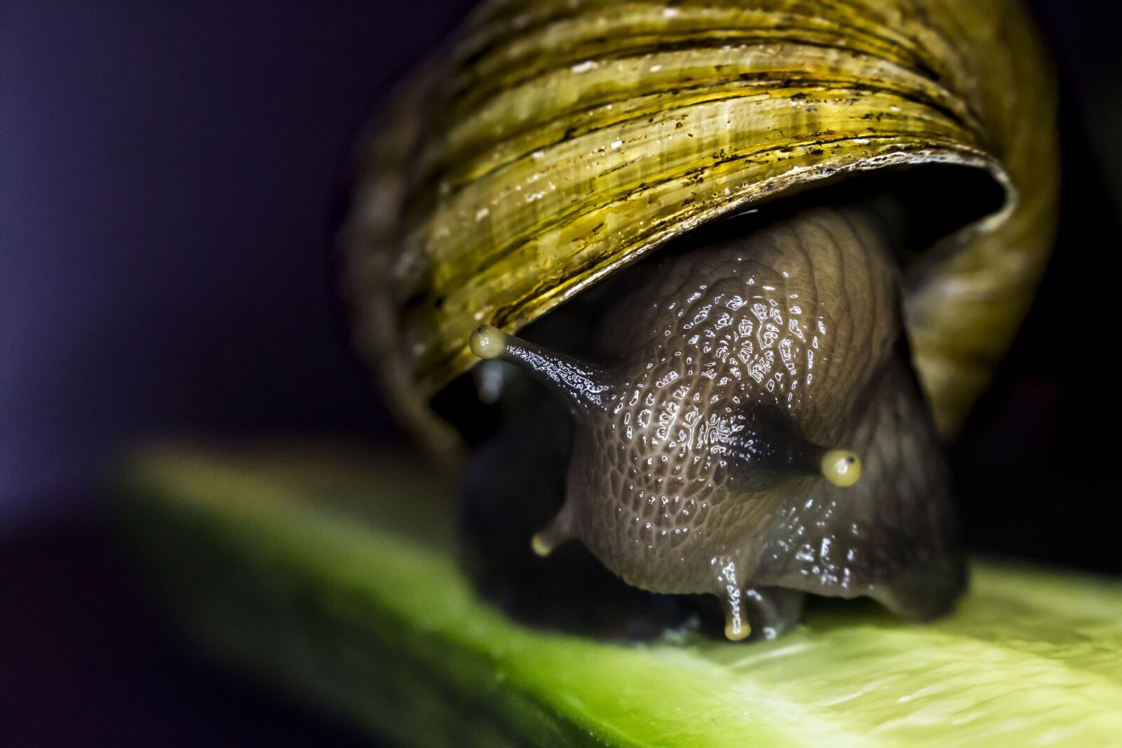 Canon EOS 700D (EOS Rebel T5i / EOS Kiss X7i) sample photo. Snail, pet, animal photography
