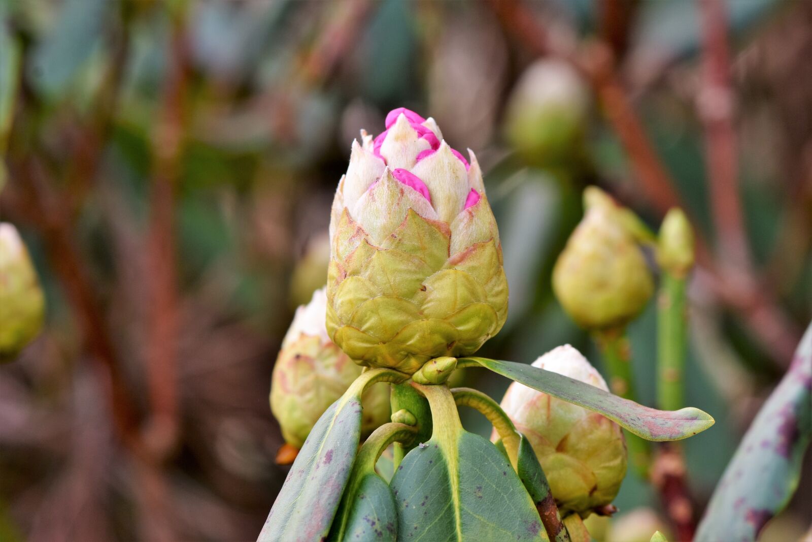 Nikon D7200 sample photo. Rhododendron, rhododedron buds, pink photography
