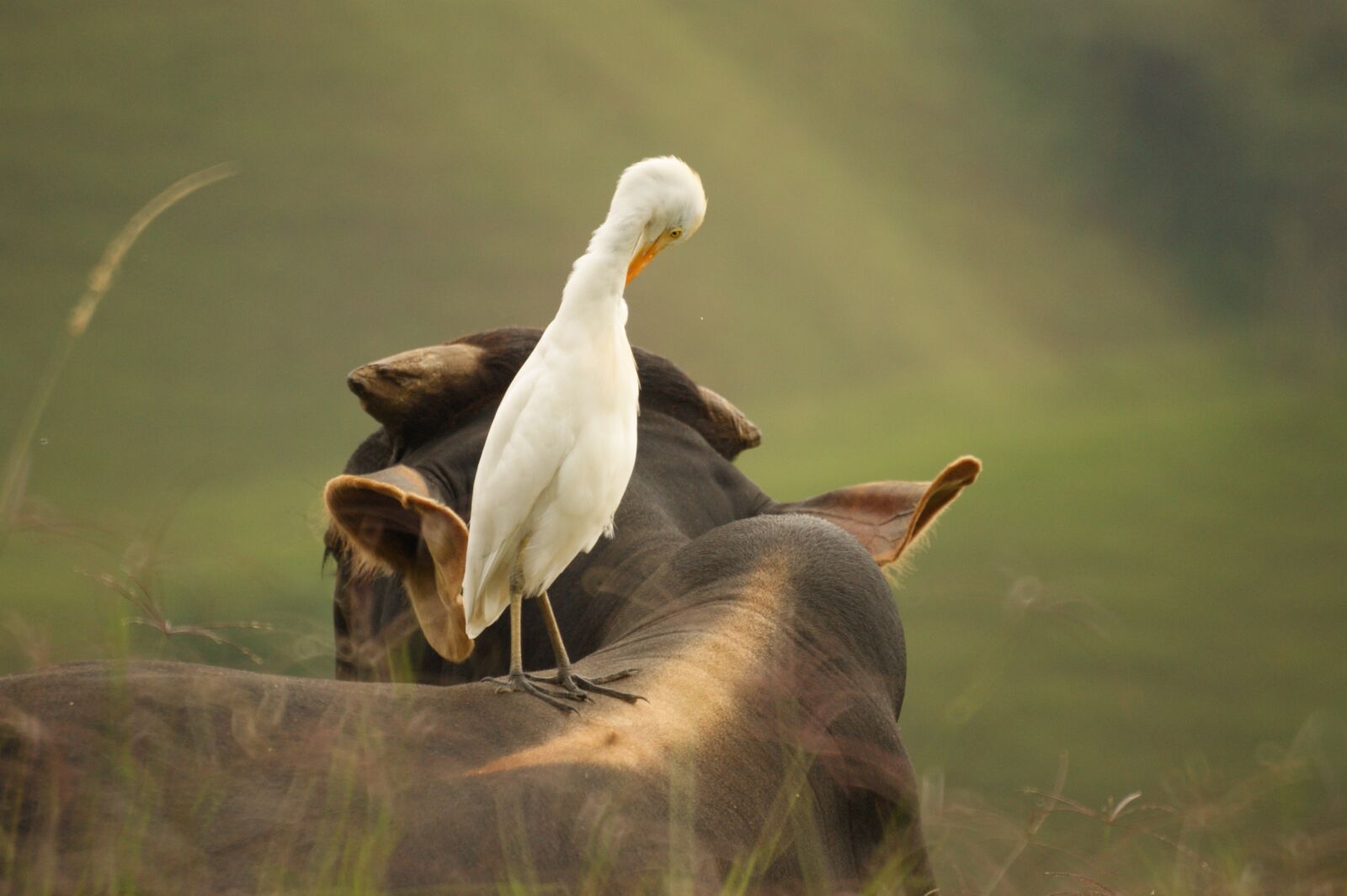 Sony Alpha DSLR-A390 sample photo. Birds, nature, quindio photography
