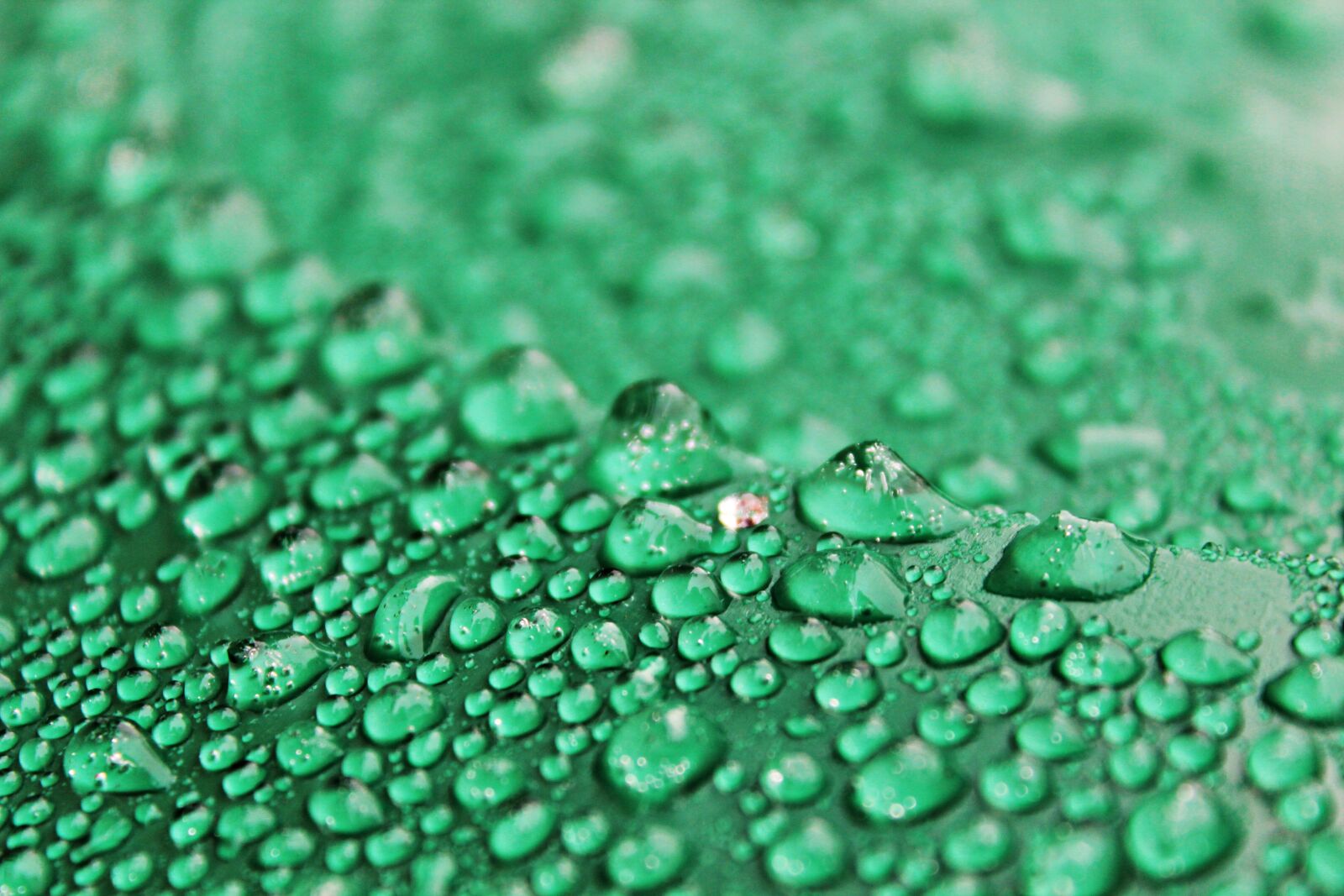 Canon EOS 600D (Rebel EOS T3i / EOS Kiss X5) sample photo. Green, drip, frozen photography