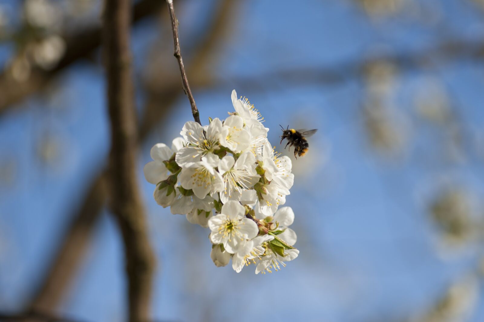 Nikon D700 sample photo. Spring, tree, nature photography