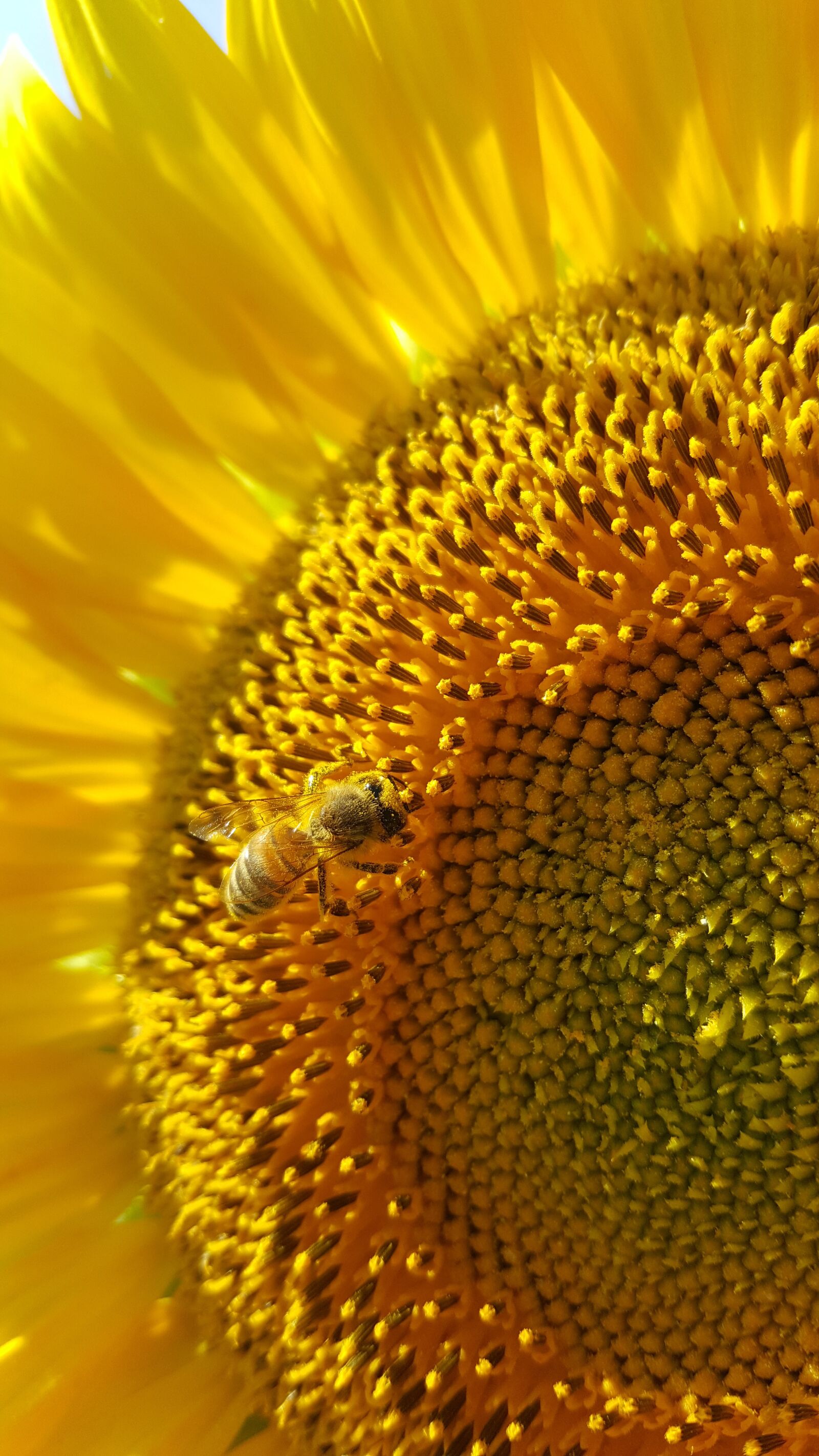 Samsung Galaxy S6 sample photo. Bee, sunflower, flower photography