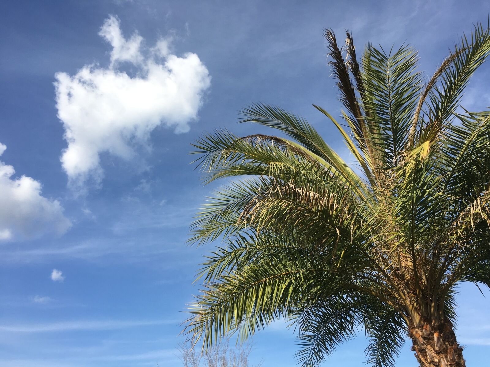 Apple iPhone 6s sample photo. Palm tree, vacation, blue photography