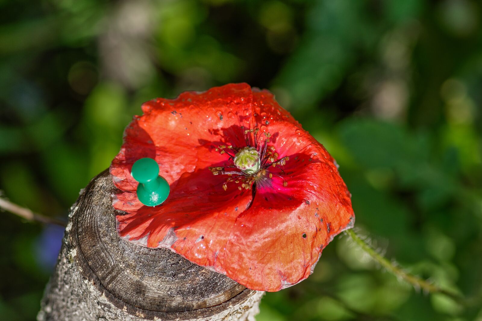 Nikon D7200 sample photo. Poppy, blossom, bloom photography