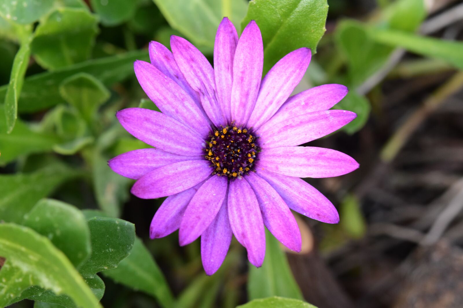 Nikon D5600 sample photo. Flower, purple flower, flower photography