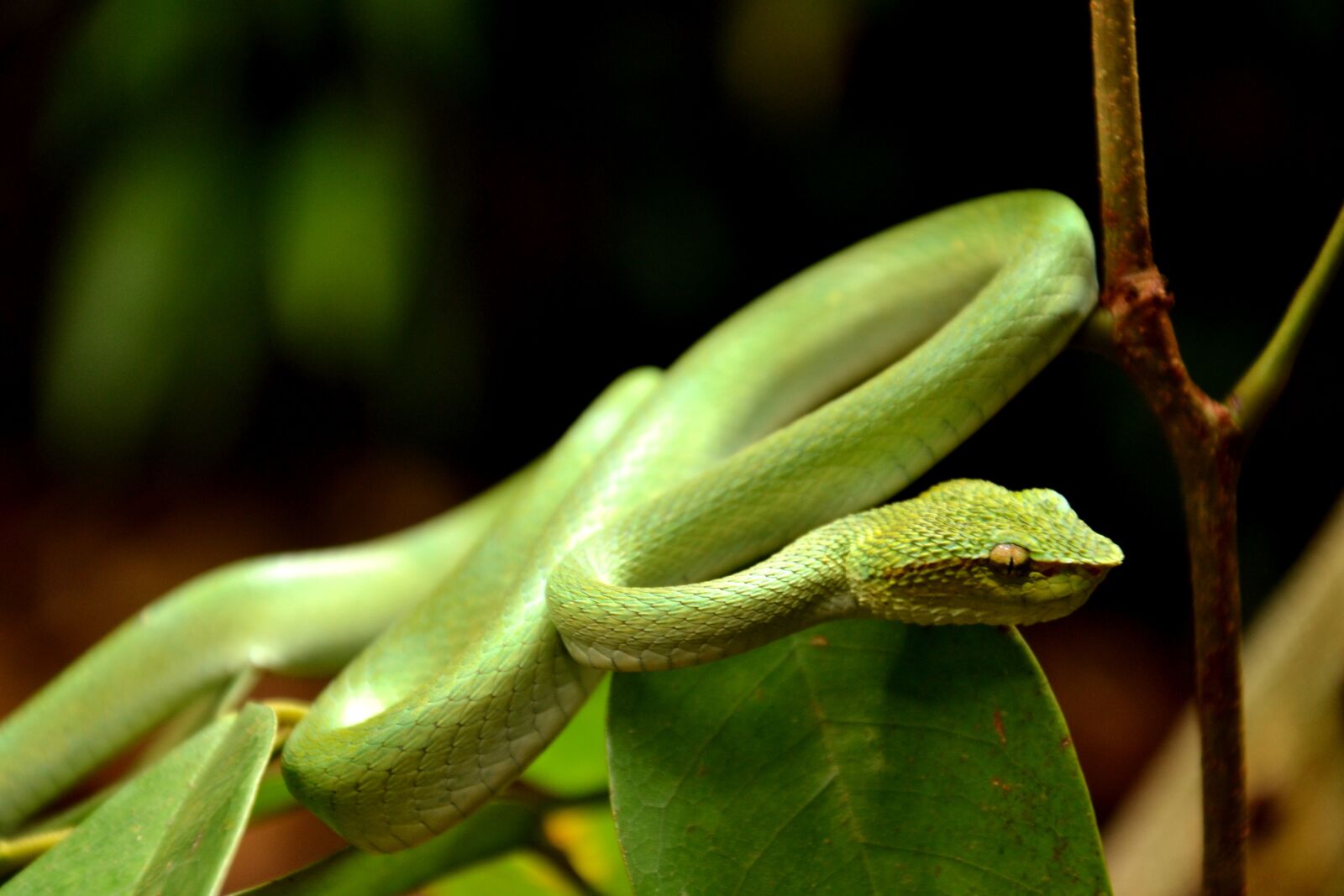 Nikon D3100 sample photo. Snake, viper, coiled photography