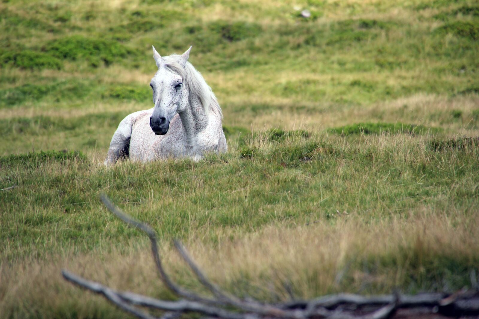 Canon EOS 550D (EOS Rebel T2i / EOS Kiss X4) sample photo. Grass, animal, field photography