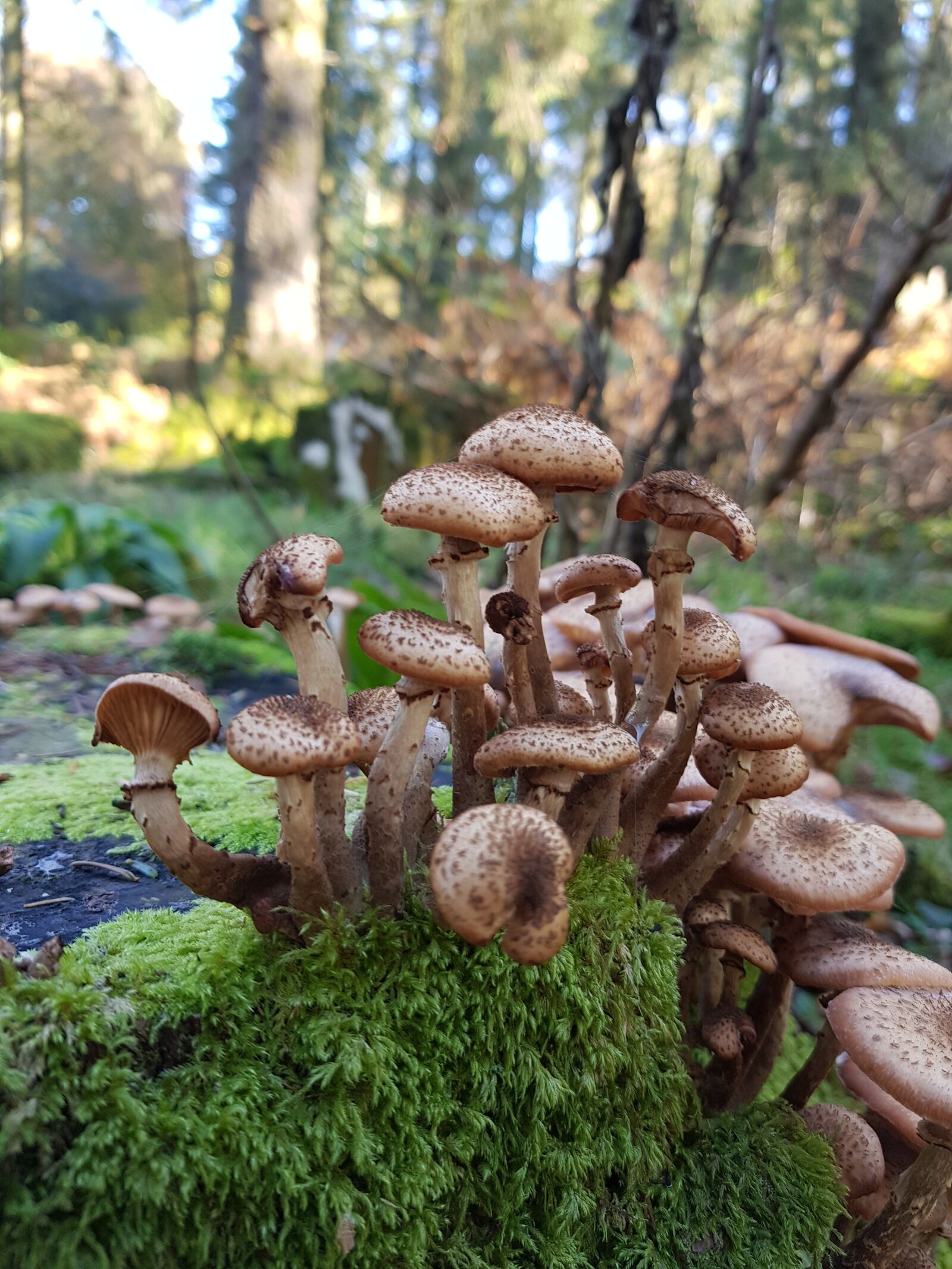 Samsung Galaxy S8+ sample photo. Mushrooms, moss, beauty photography