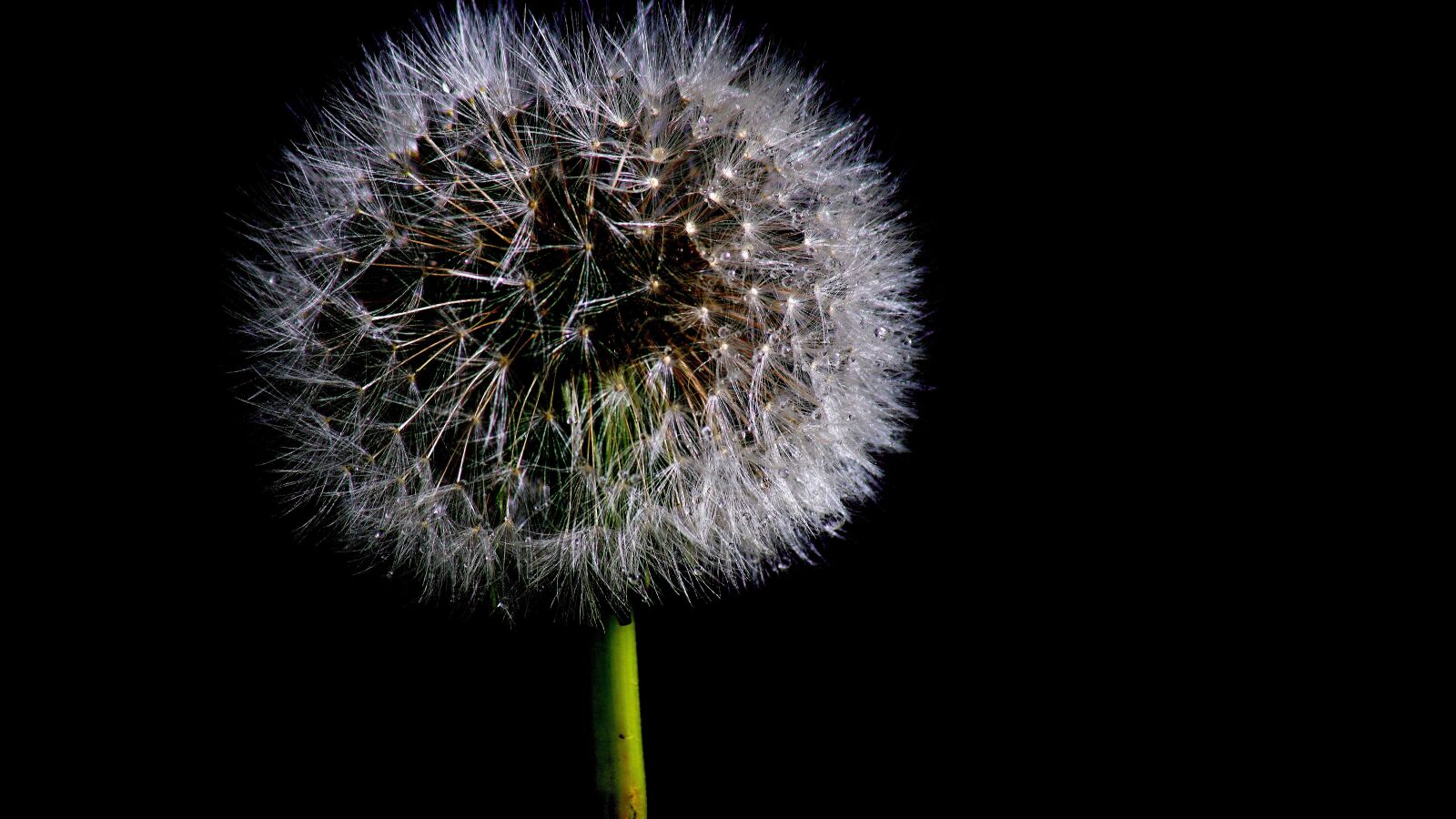 Sony ILCA-77M2 sample photo. Hairs, spray, night photography