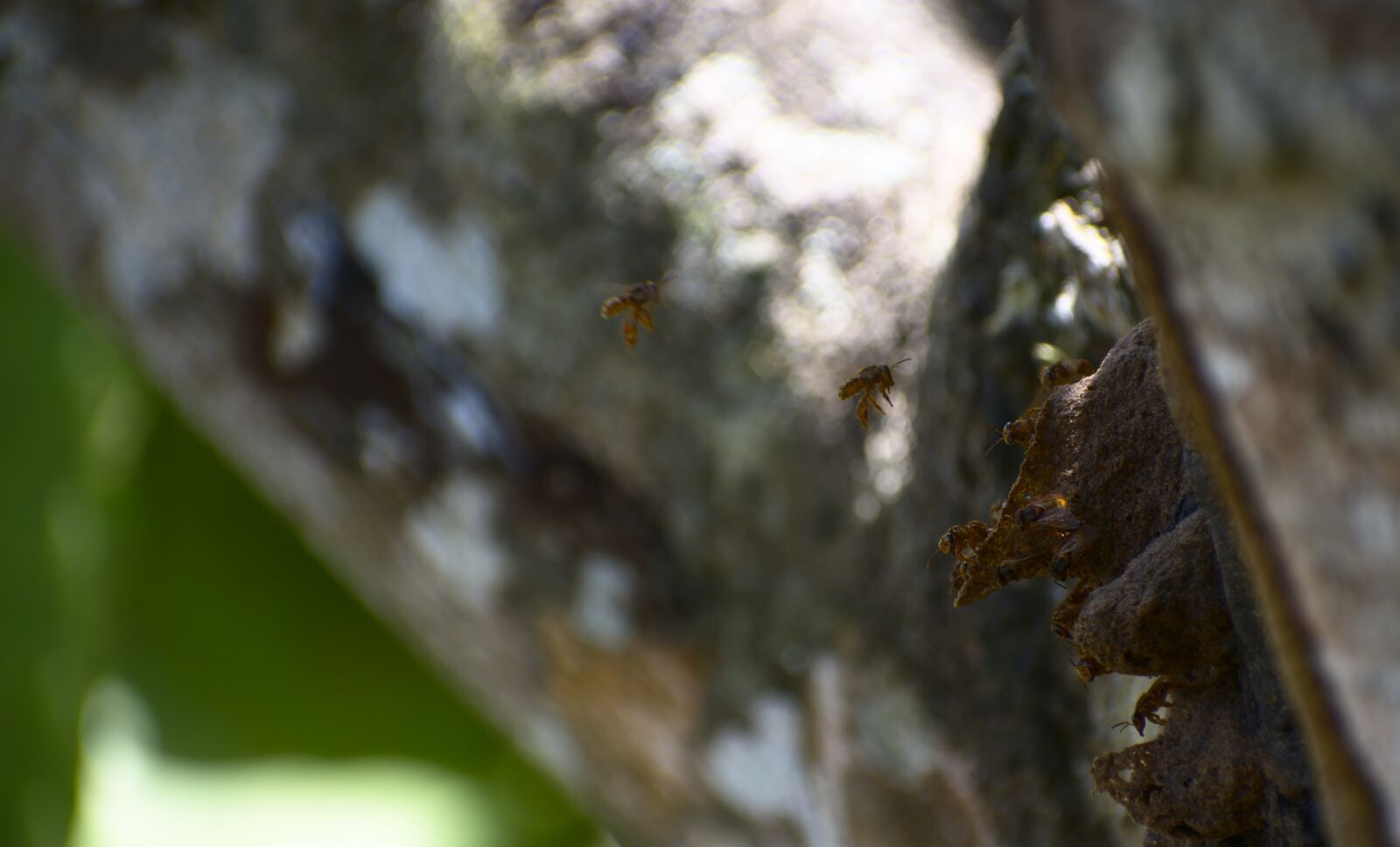 Nikon D7200 sample photo. Nature, outdoors, tree photography