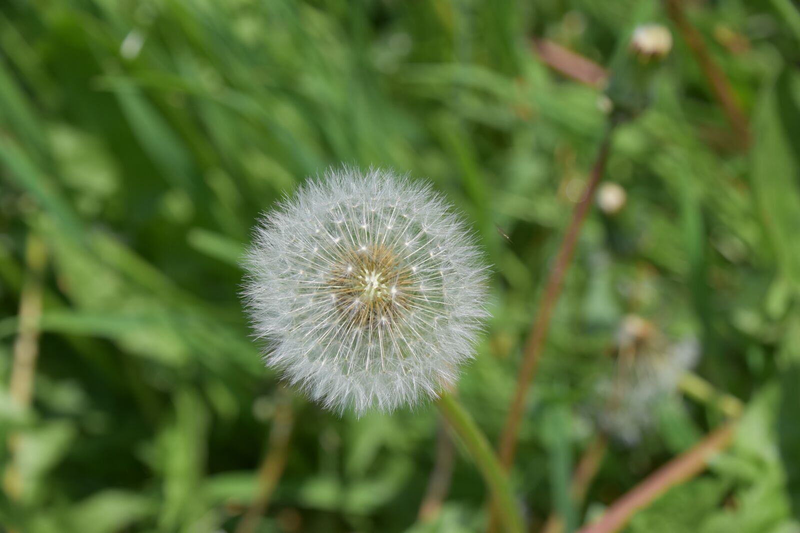 Nikon D5600 sample photo. Egret of pisenlit, seeds photography