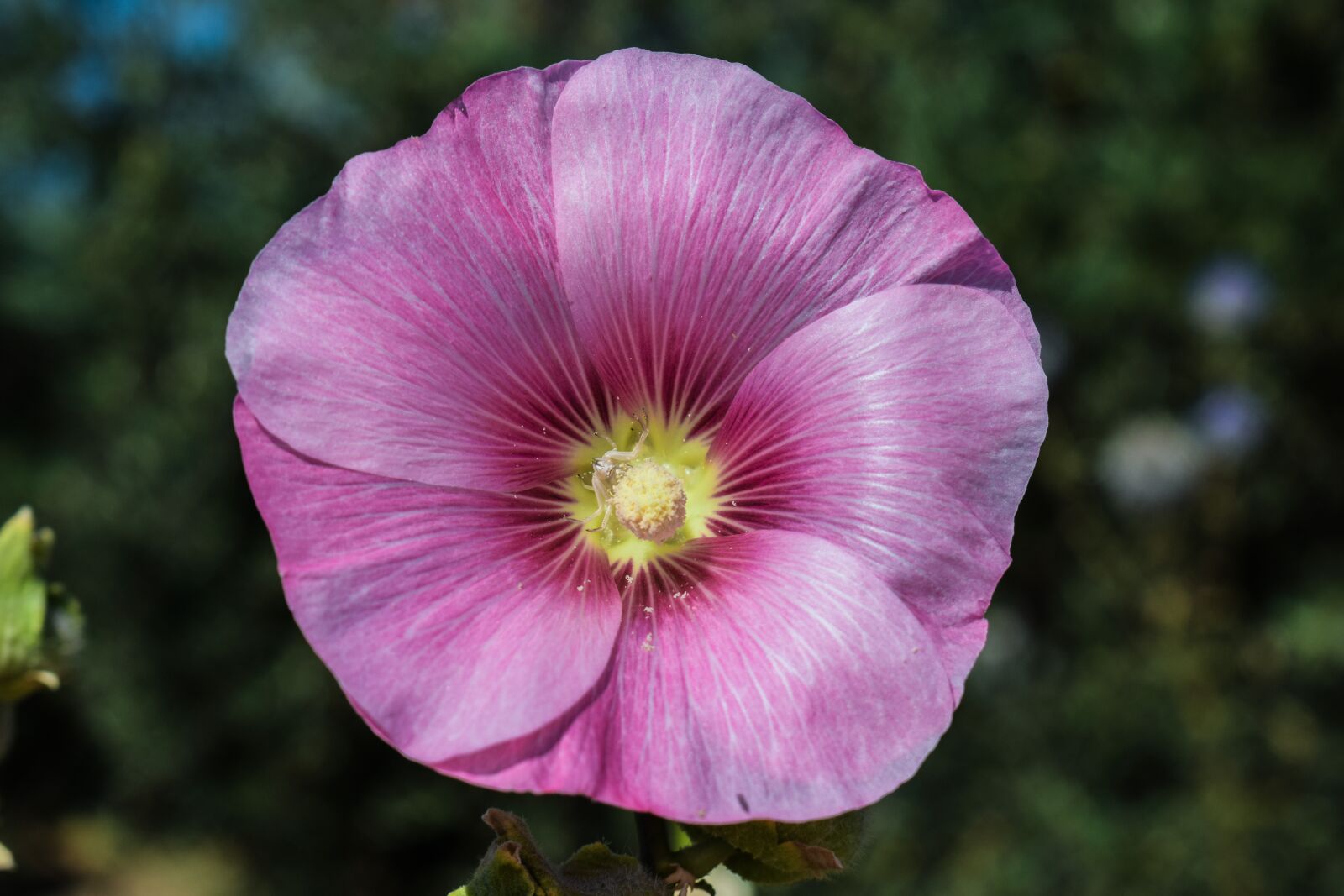 Nikon D3300 sample photo. Stock rose, mallow, flower photography