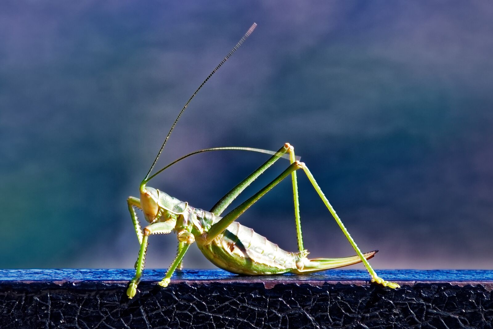 Nikon D7000 sample photo. Insect, grasshopper, close up photography