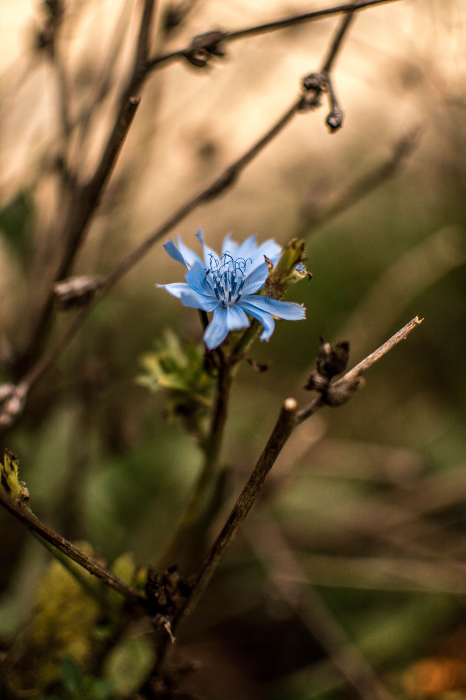 Nikon D5200 sample photo. Blue, flower, nature photography