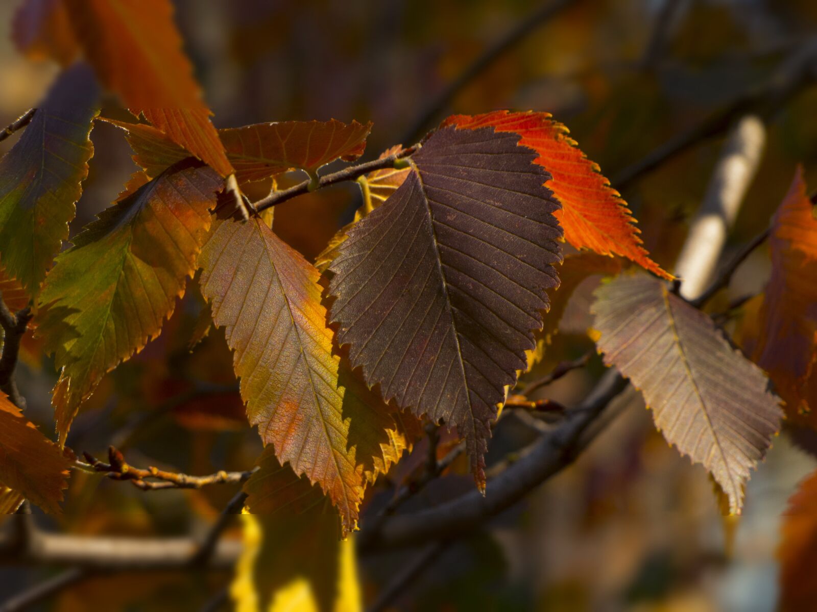 Panasonic Lumix DMC-FZ200 sample photo. Leaves, autumn, nature photography