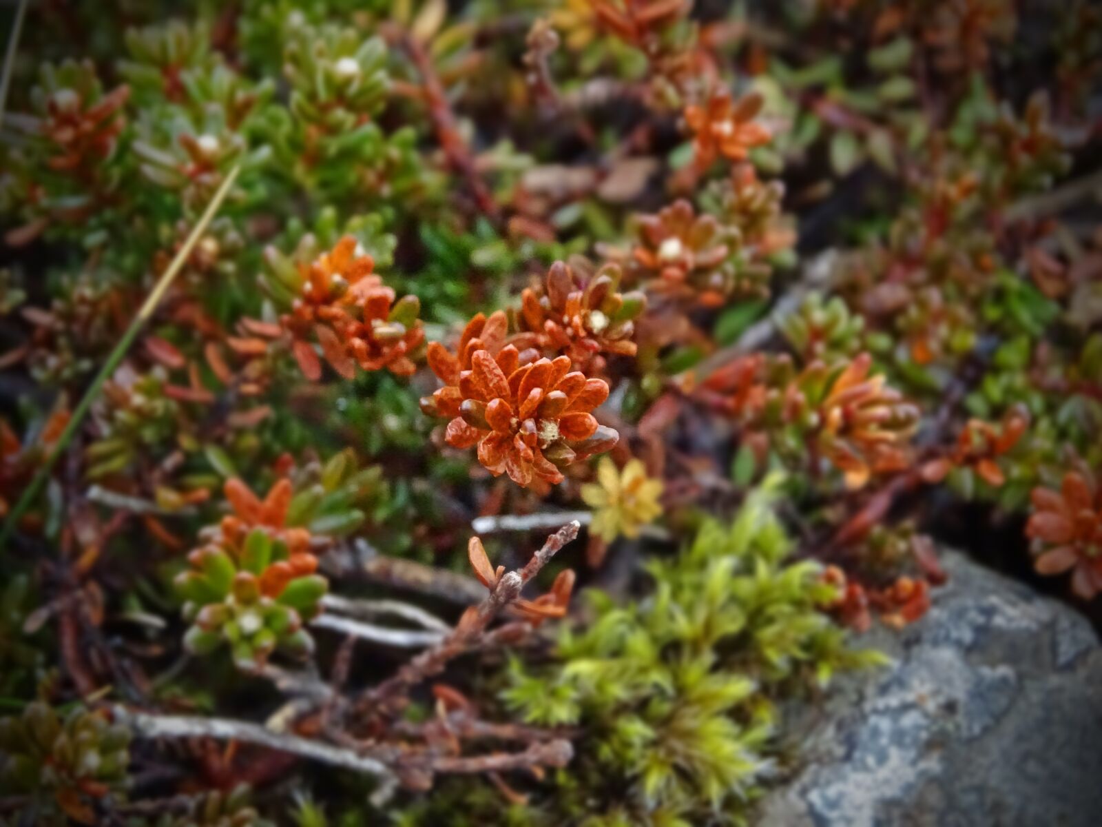 Sony Cyber-shot DSC-HX400V sample photo. Plant, red, iceland photography