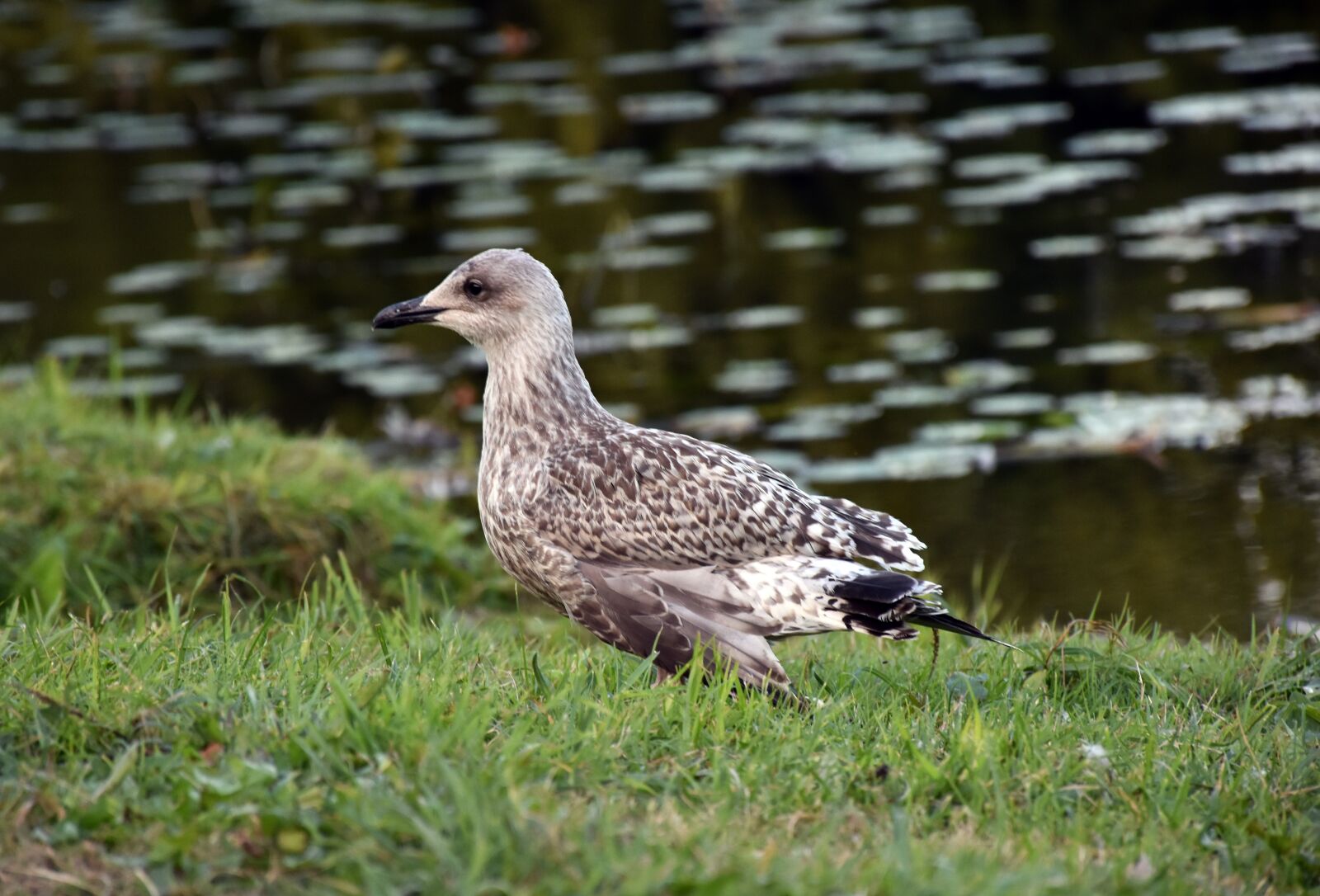 Nikon D5600 sample photo. Seagull, american herring gull photography