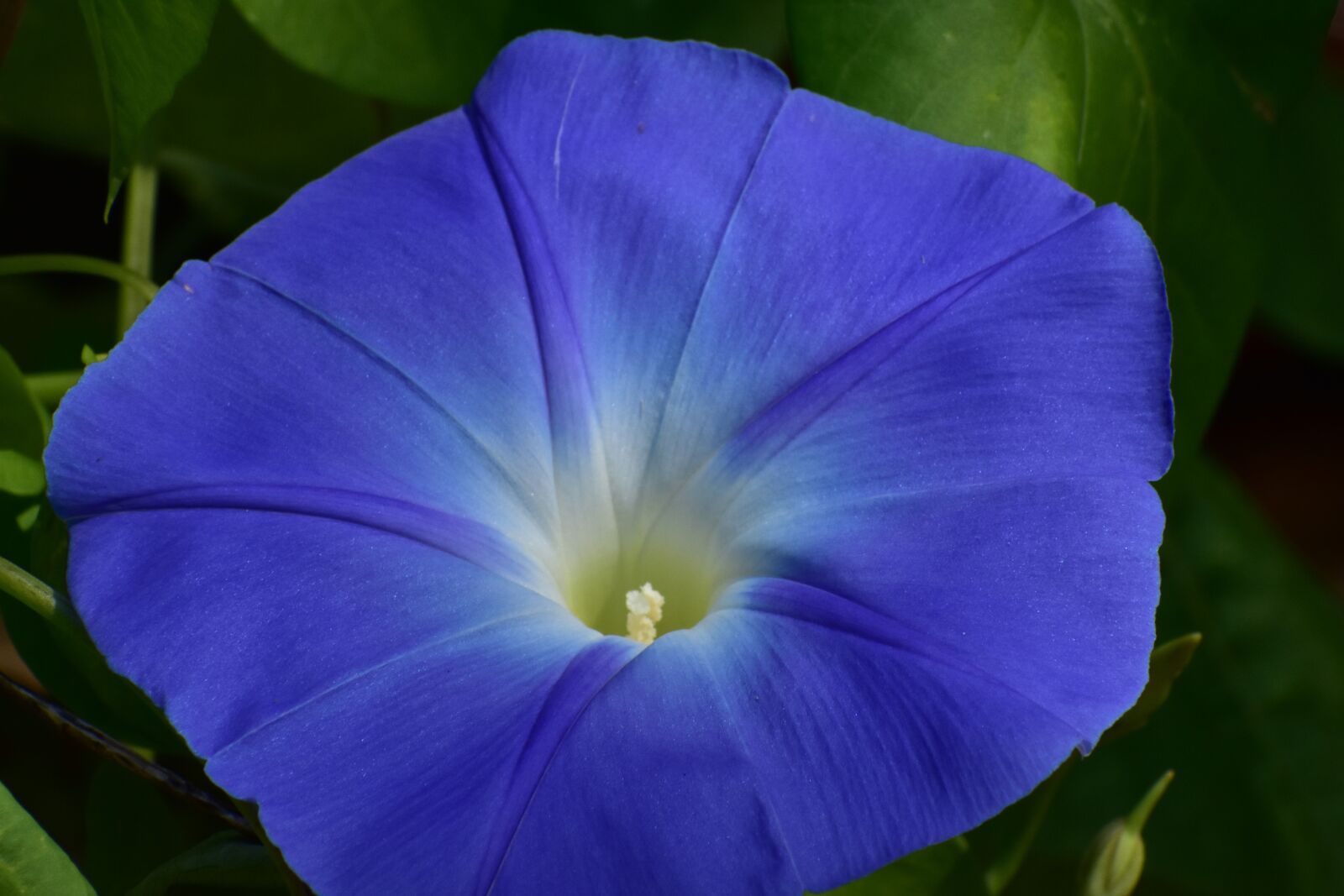 Nikon D3400 sample photo. Morning glory, vine, flower photography