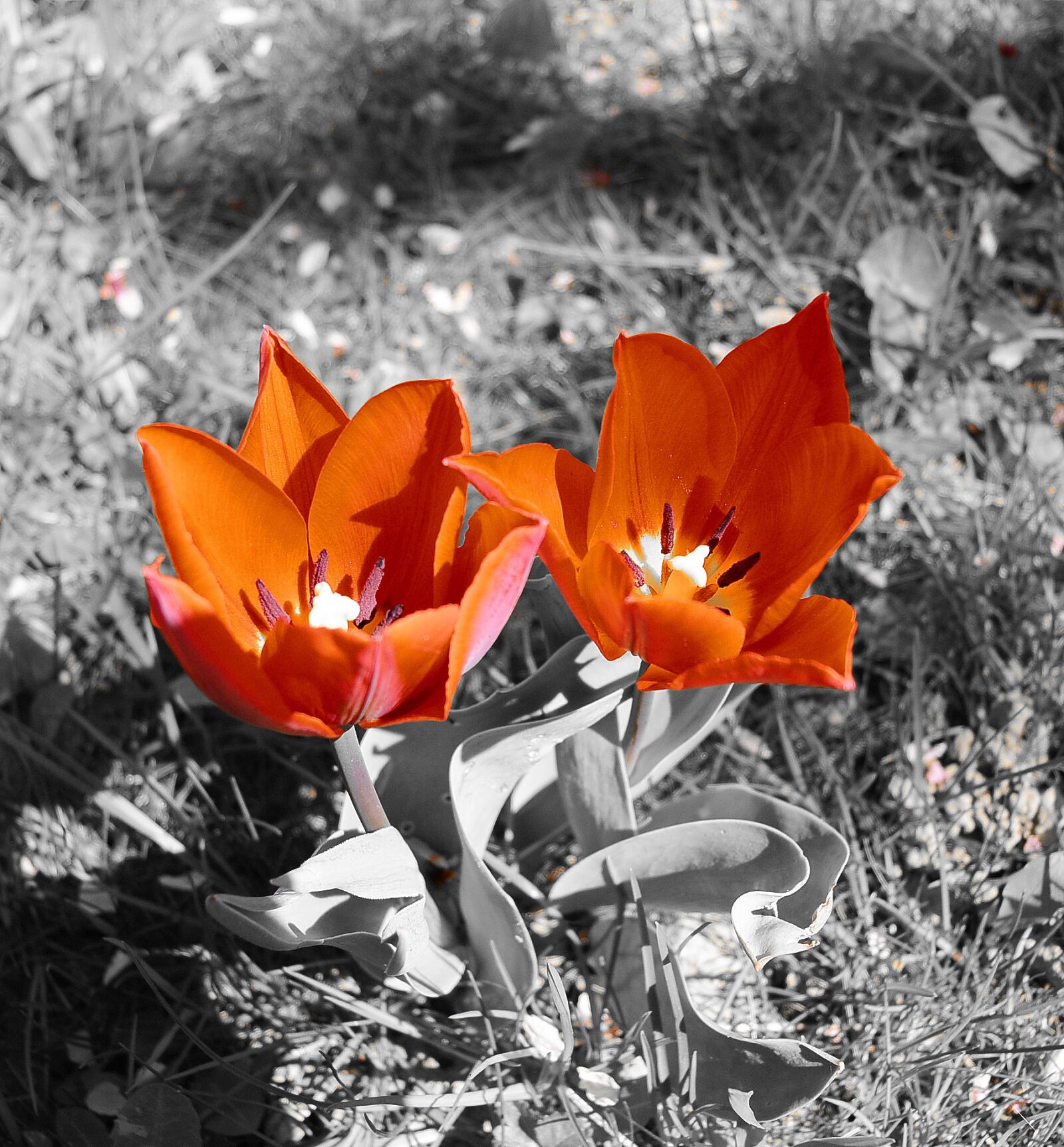 Nikon 1 S1 sample photo. Tulips, flowers, red photography