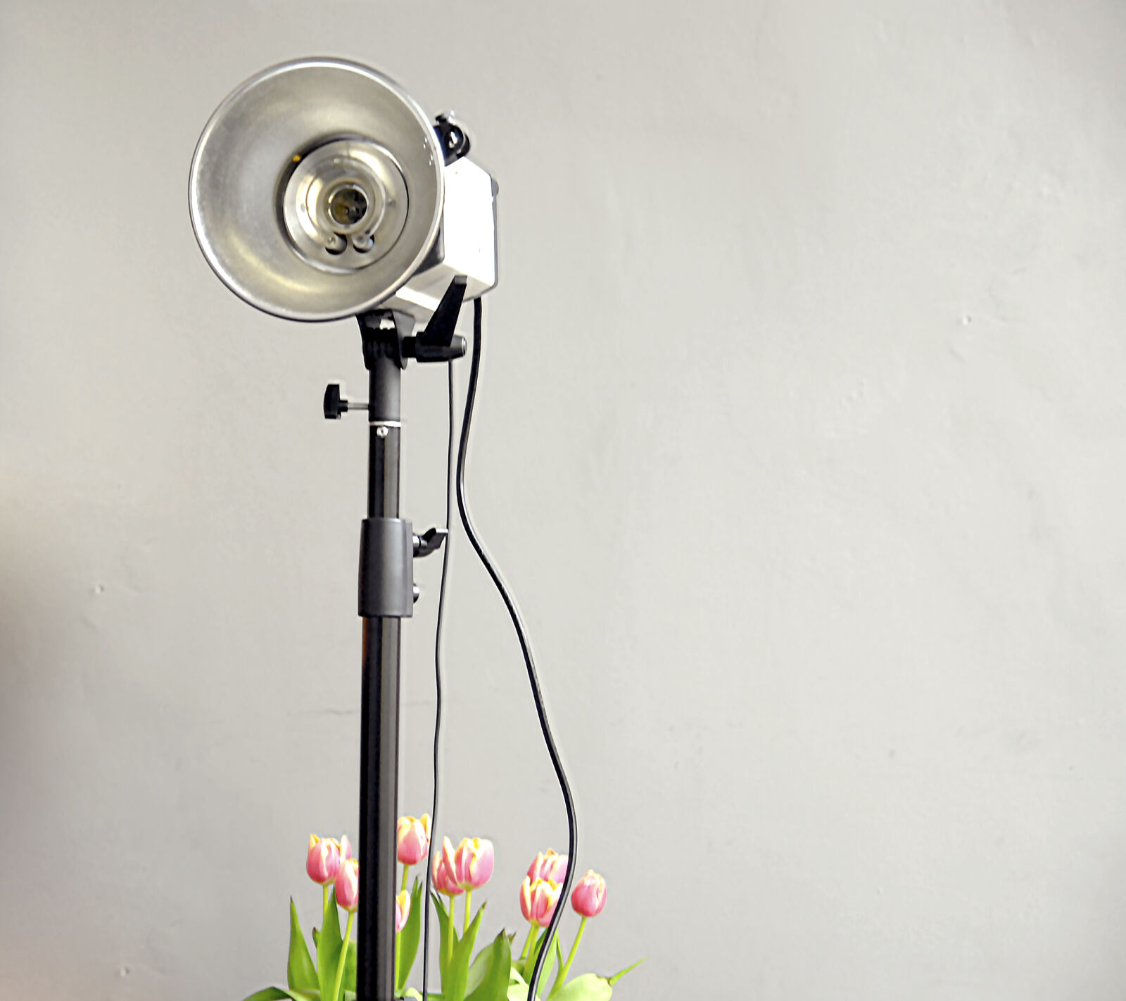 Nikon D80 sample photo. Decoration, flora, flowers, lamp photography