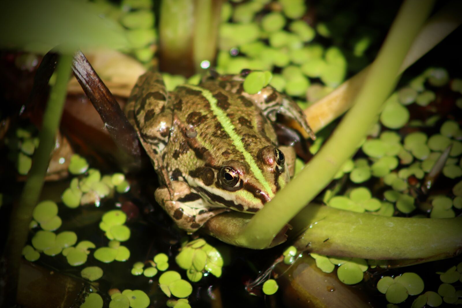 Canon EOS 800D (EOS Rebel T7i / EOS Kiss X9i) sample photo. Frog, amphibian, animal photography