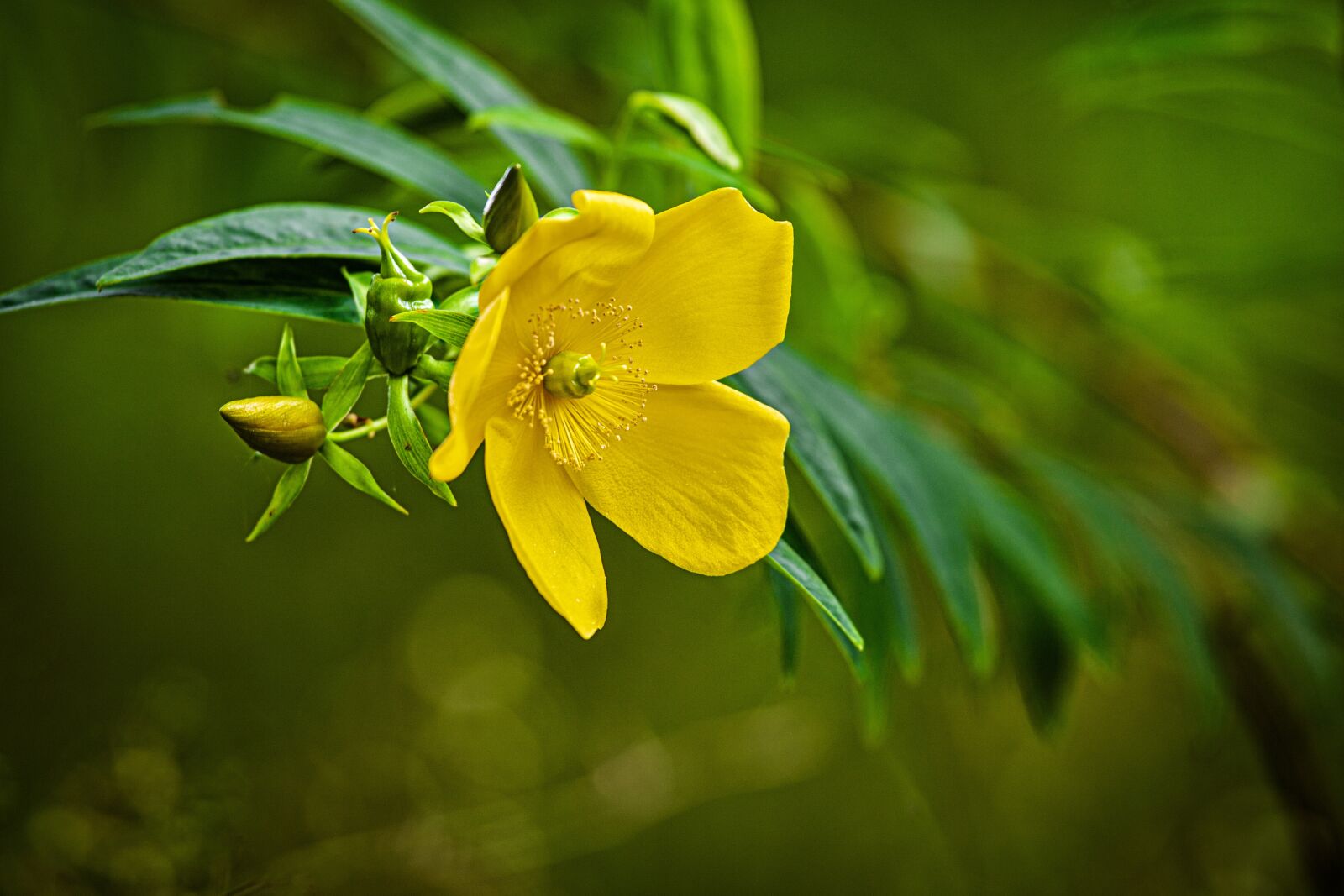 Canon EOS 5D Mark II sample photo. Plant, flowers, yellow photography