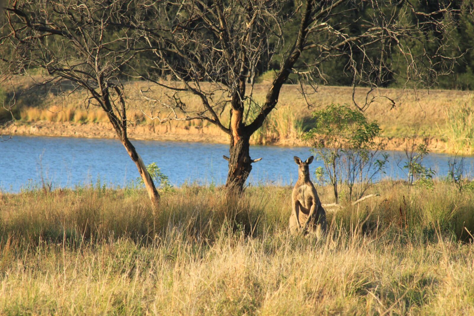 Canon EOS 500D (EOS Rebel T1i / EOS Kiss X3) sample photo. Kangaroo, camouflage, nature photography