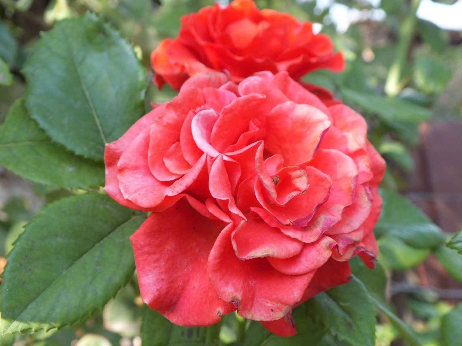 Fujifilm FinePix HS25EXR sample photo. Rose, red rose, flowers photography